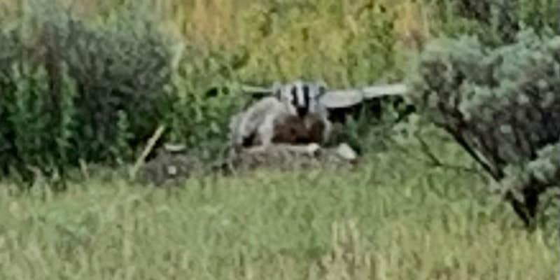 Camper submitted image from Custer-Gallatin National Forest Dispersed Camping
