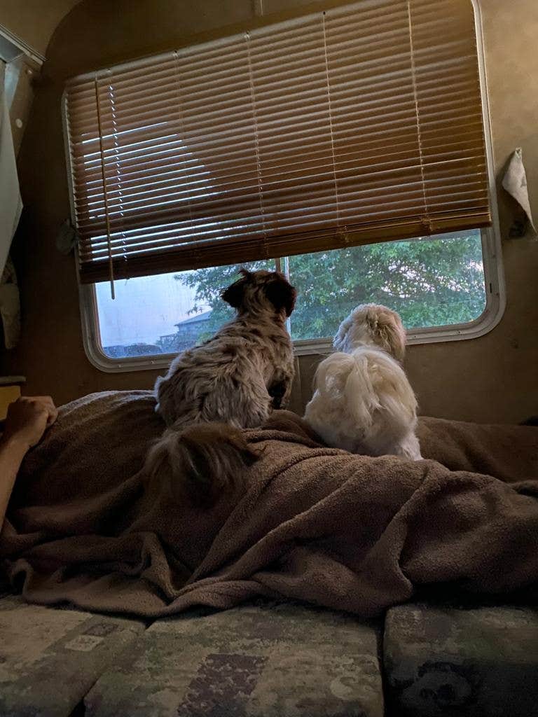 Rodney L.'s photo of camping with pets at Follow The River RV Resort near Burlington, KY