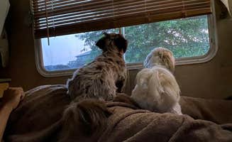 Rodney L.'s photo of camping with pets at Follow The River RV Resort near Addyston, OH