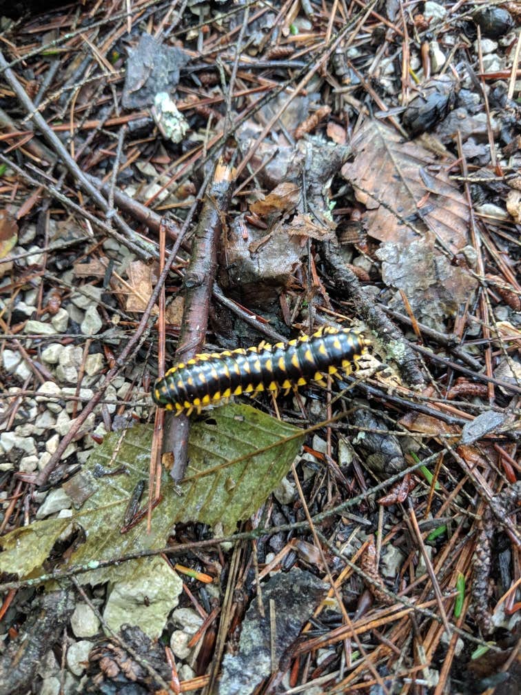 Camper-submitted photo at Great Meadows Campground near Jamestown, TN