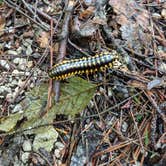 Review photo of Great Meadows Campground by Adelle C., June 18, 2018