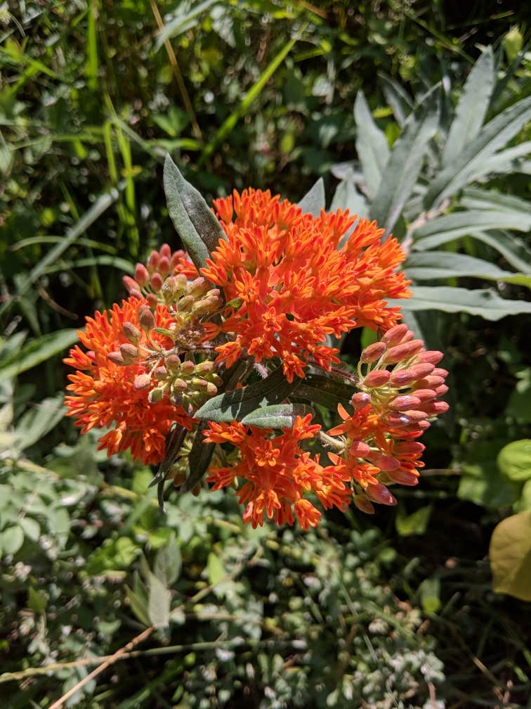 Camper-submitted photo at Great Meadows Campground near Jamestown, TN
