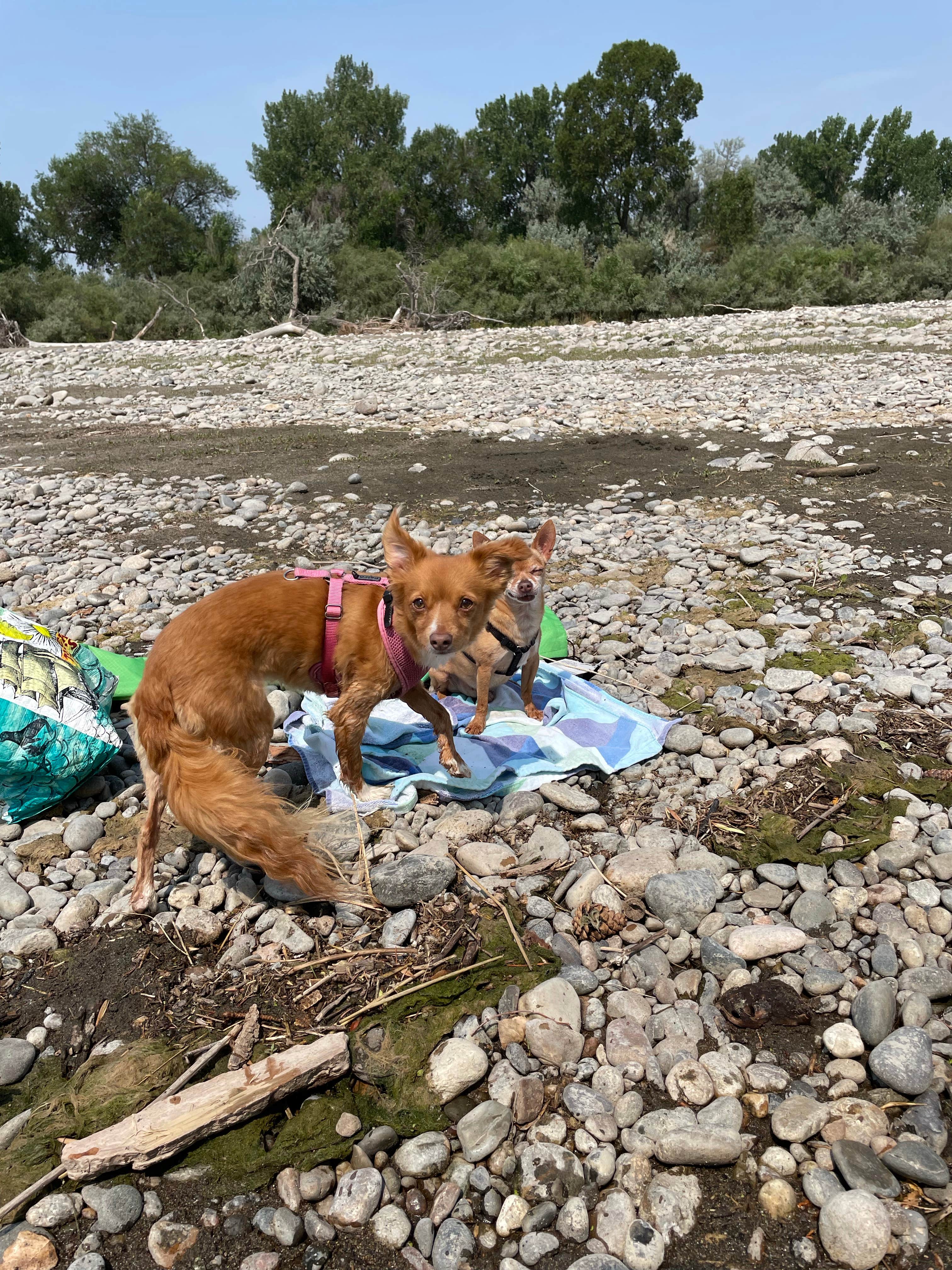 Justin's photo of camping with pets at Billings KOA Holiday in Montana