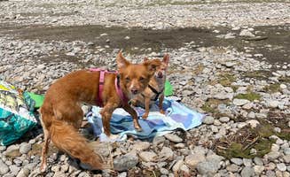 Justin's photo of camping with pets at Billings KOA Holiday near Fort Smith, MT