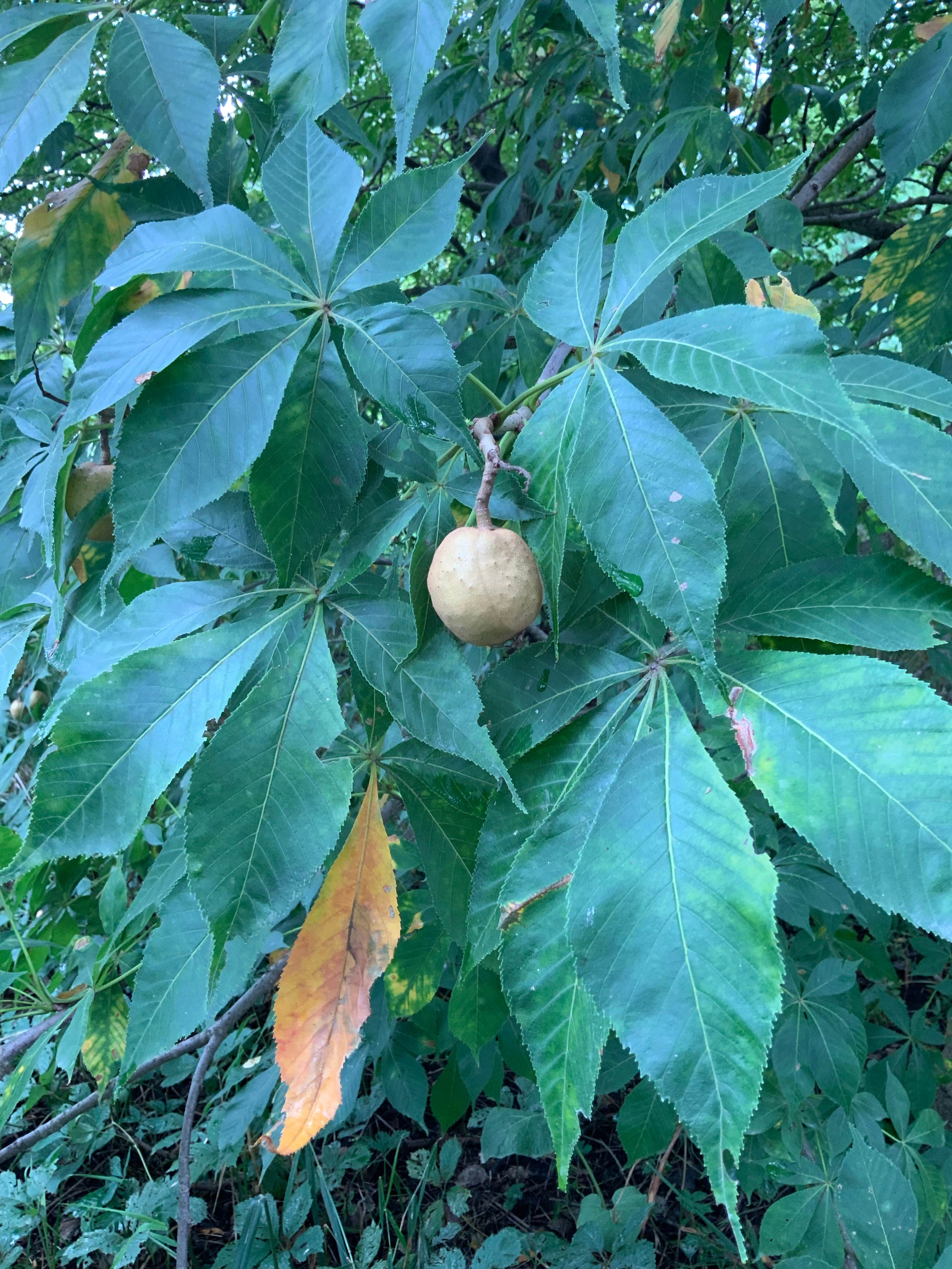 Camper-submitted photo at Stoehr Fishing Area near Gladbrook, IA