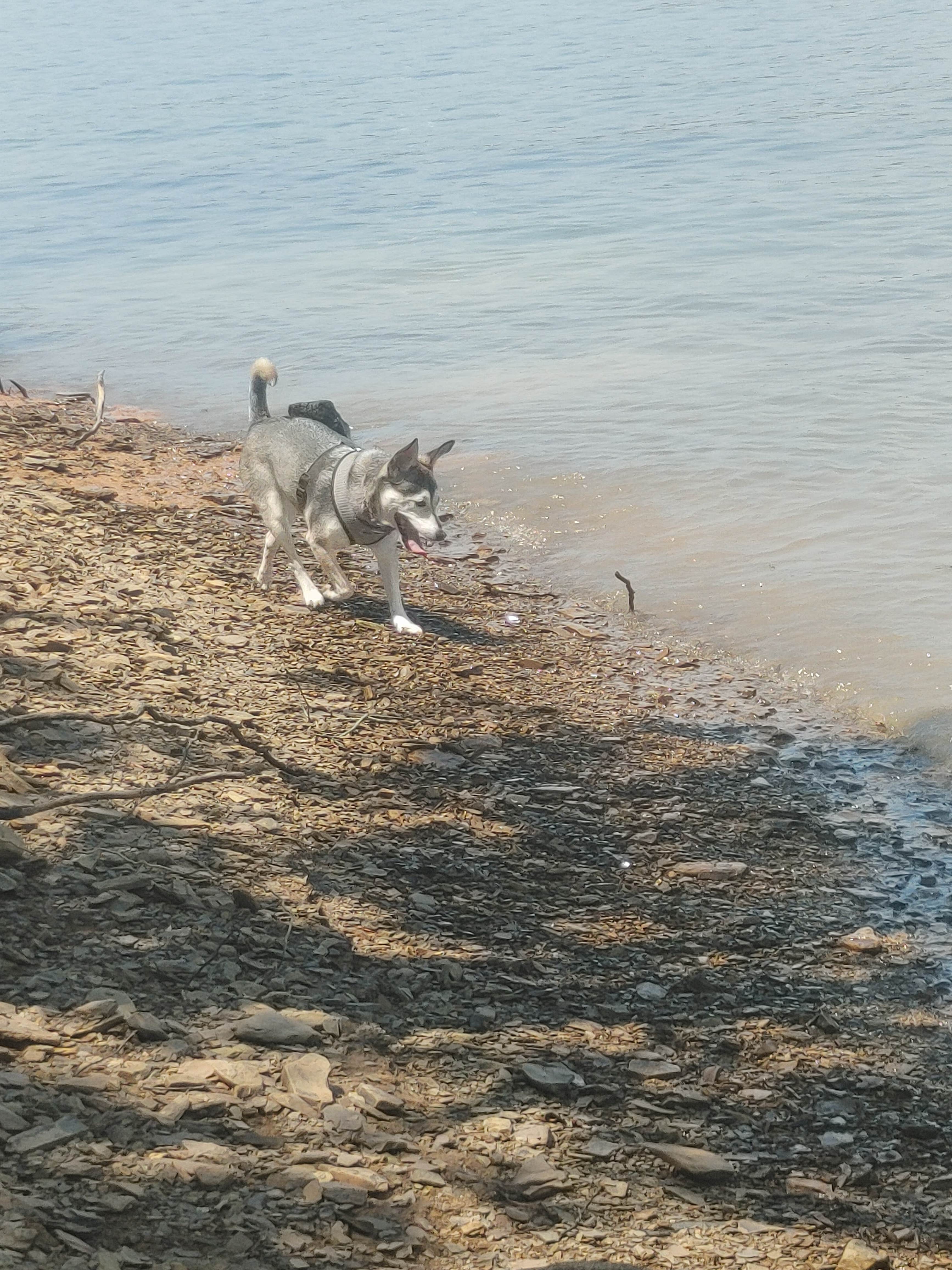 Ricky's photo of camping with pets at Panther Creek State Park Campground near Dandridge, TN