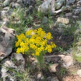 Review photo of Chevelon Canyon Lake Campground by Layne L., August 8, 2021