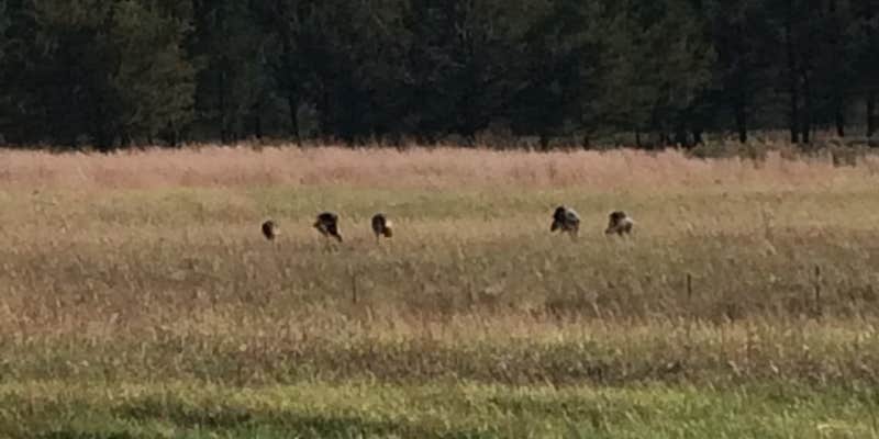 Camper submitted image from Sparta Walk-In Campground — Elroy-Sparta State Trail