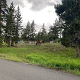 Review photo of Bridge Bay Campground — Yellowstone National Park by Monica W., August 8, 2021