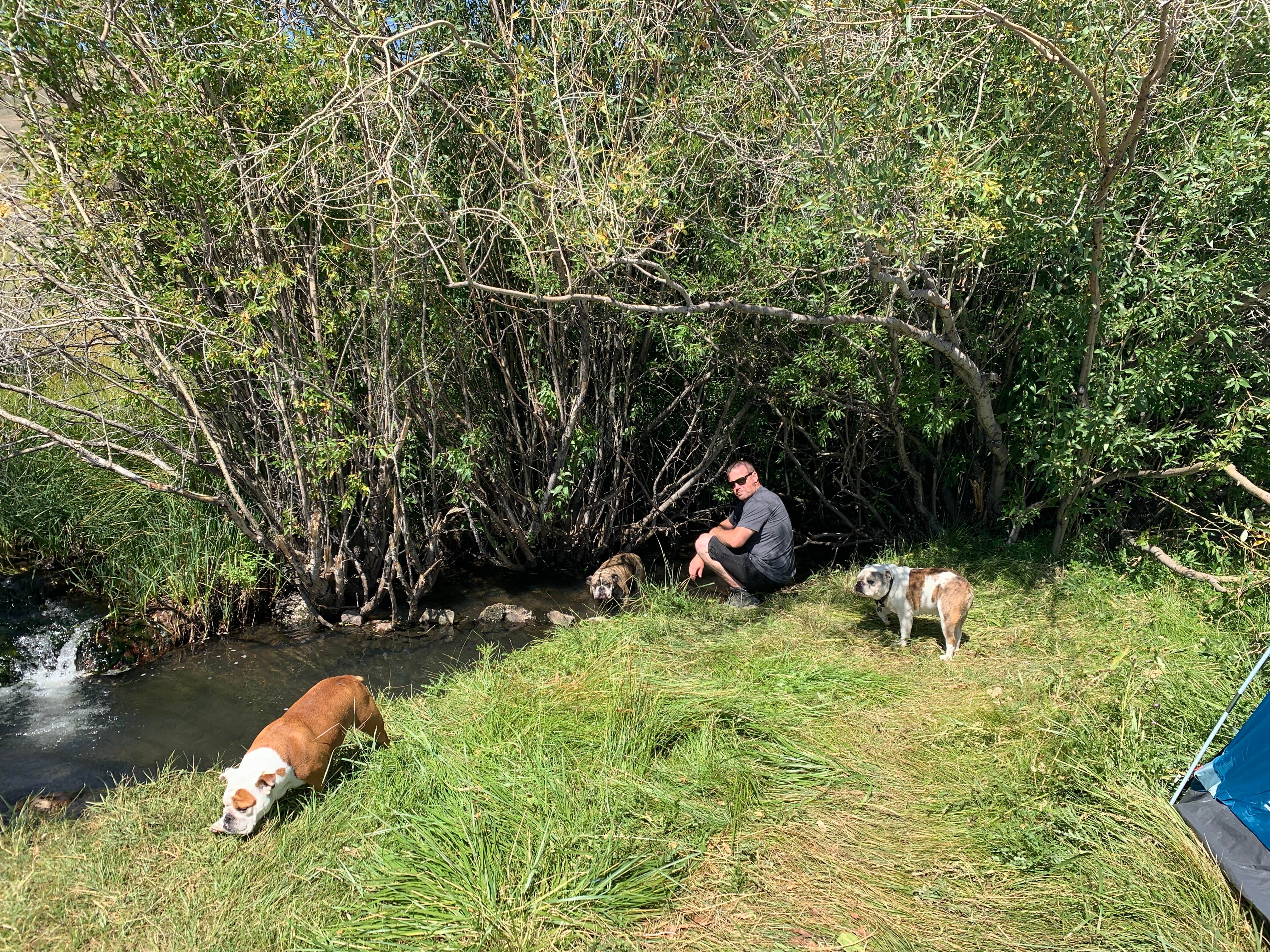 Monica W.'s photo of camping with pets at Camp Hart Mountain near Paisley, OR
