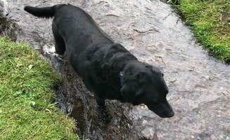 susan R.'s photo of camping with pets at McCloud RV Resort near McCloud, CA