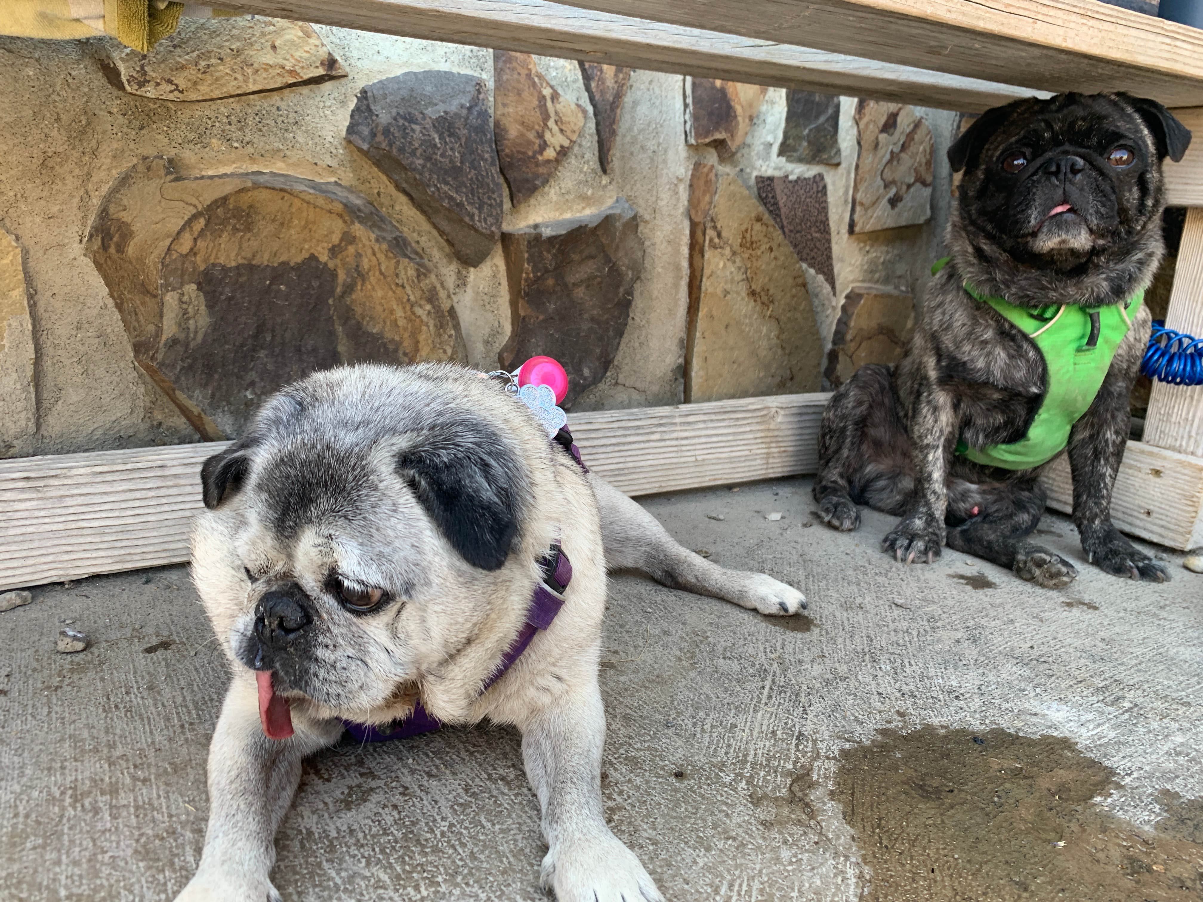 Monica W.'s photo of camping with pets at Camp Hart Mountain near Lakeview, OR