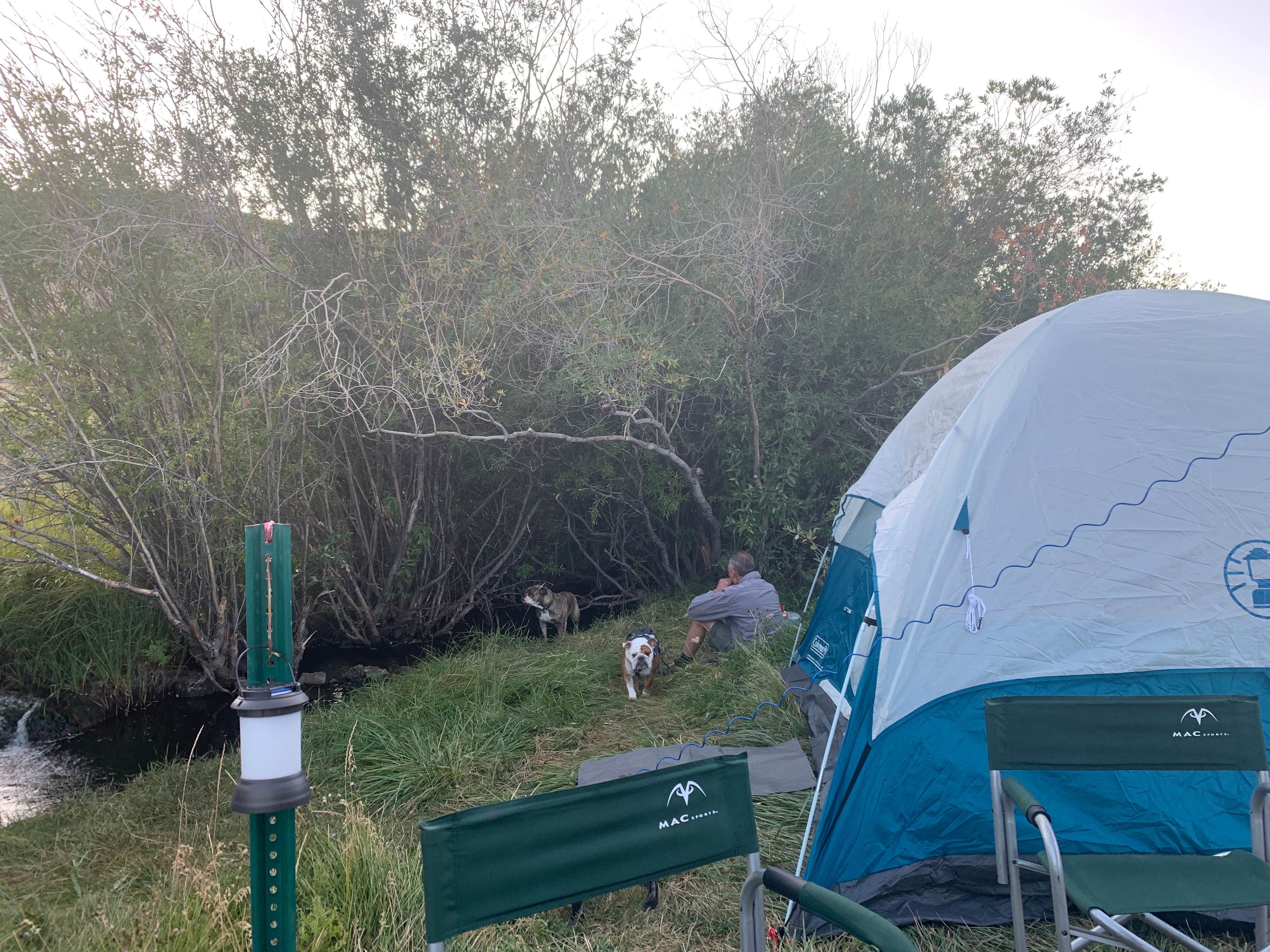 Monica W.'s photo of camping with pets at Camp Hart Mountain near Paisley, OR