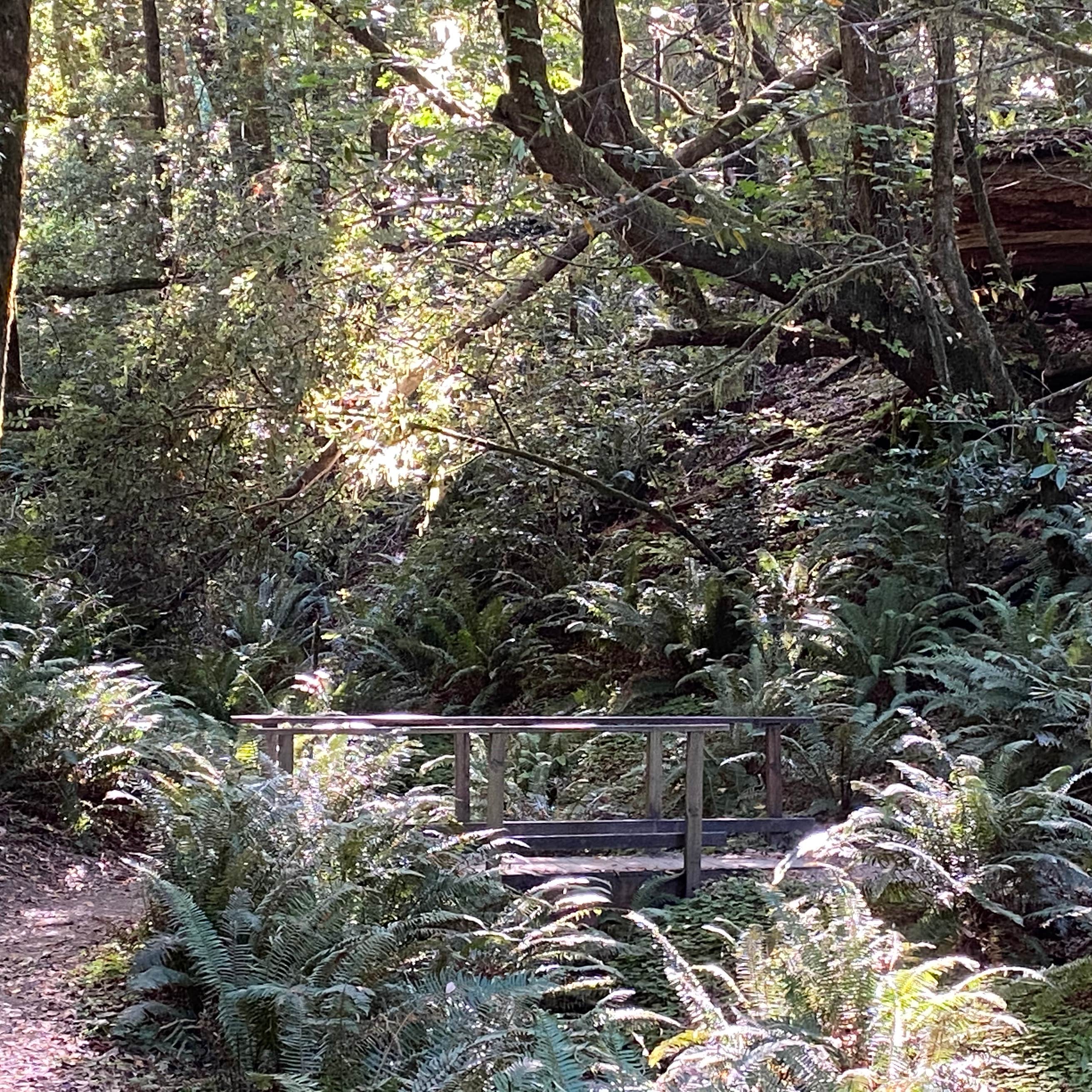 Alfred A. Loeb State Park Campground Brookings, OR