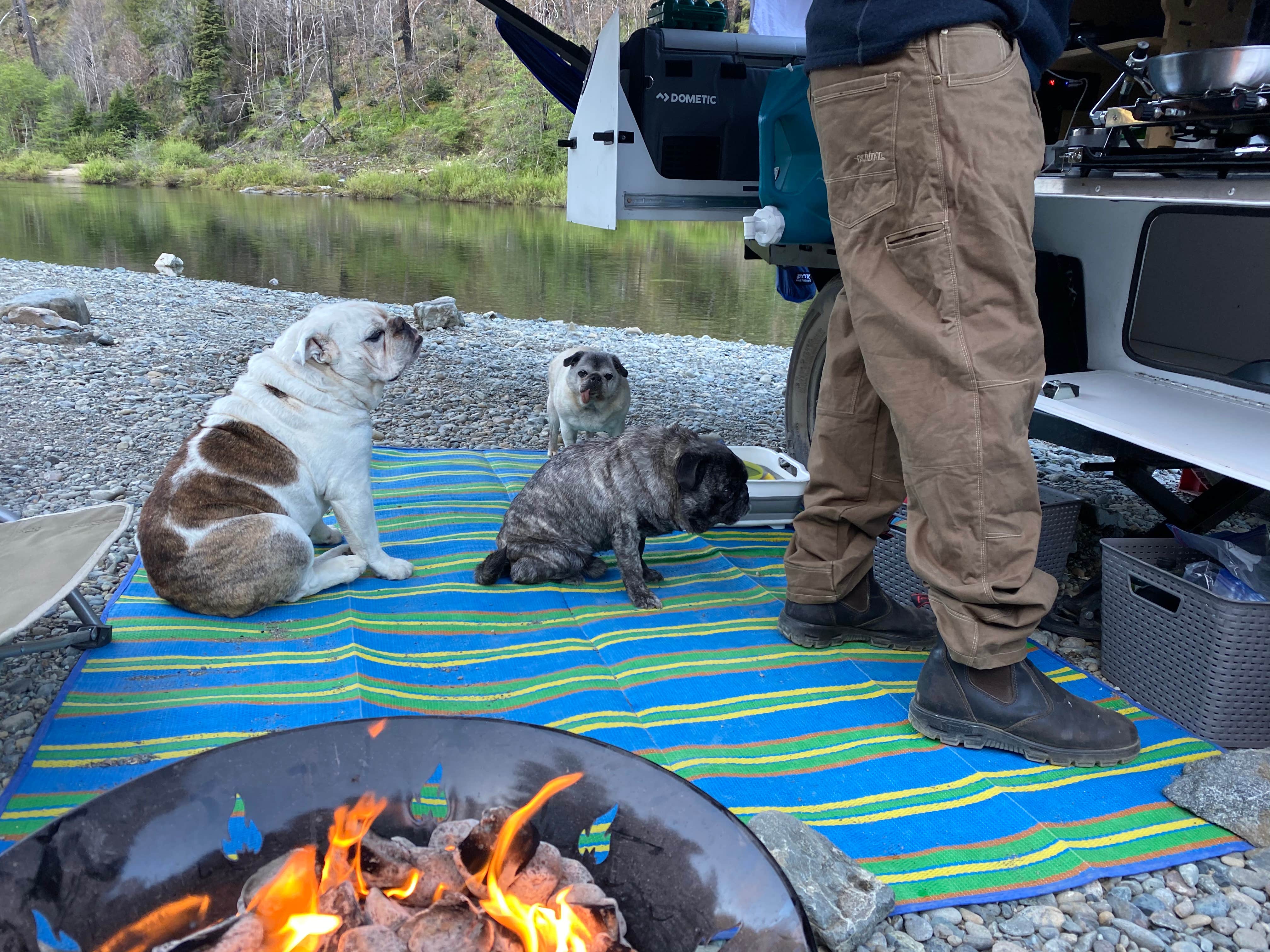 Monica W.'s photo of camping with pets at Oak Flat /Gravel Bar near Camas Valley, OR