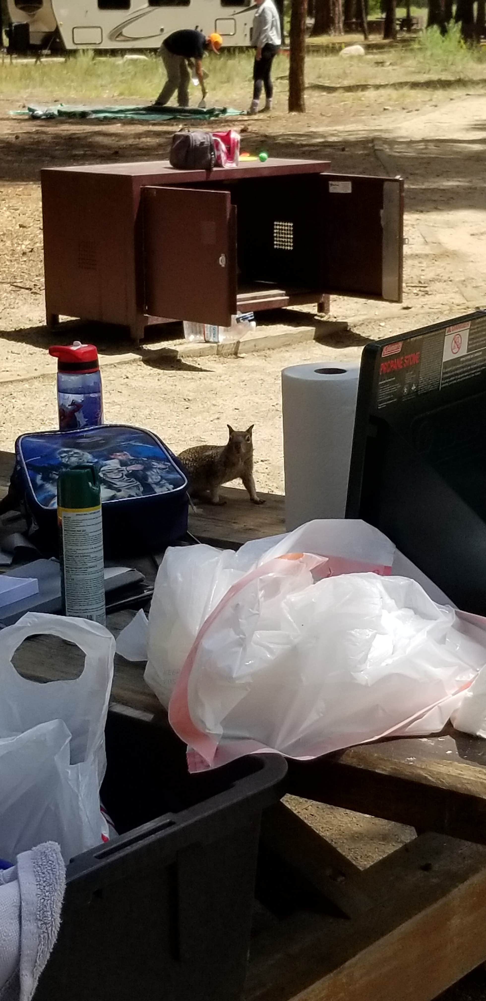 Aaron M.'s photo of camping with pets at Barton Flats Family Campground near Big Bear Lake, CA