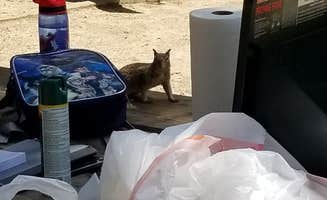 Aaron M.'s photo of camping with pets at Barton Flats Family Campground near Bryn Mawr, CA
