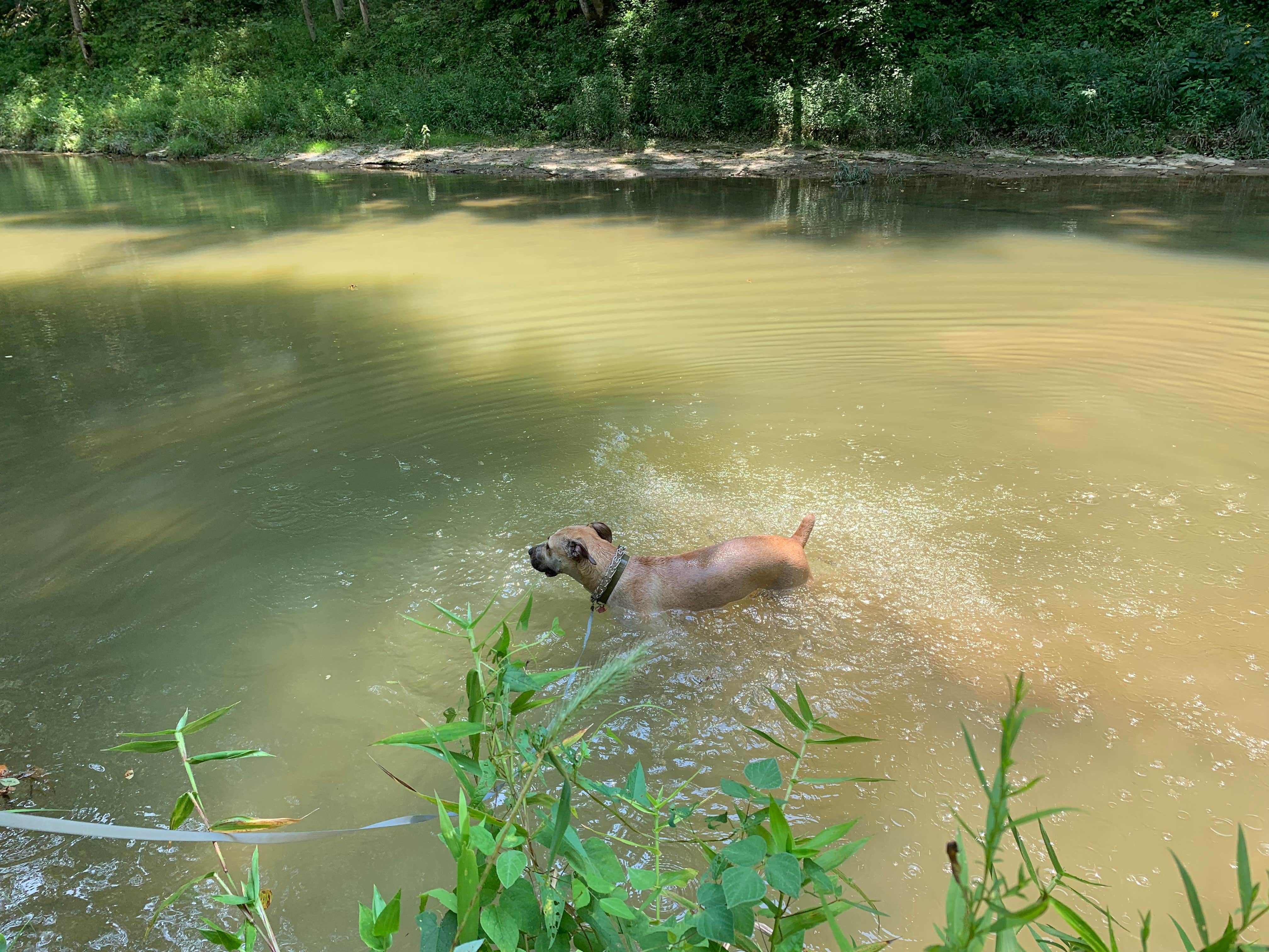 Kelsie E.'s photo of camping with pets at Sycamore Springs Park near New Pekin, IN