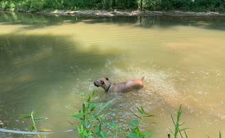 Kelsie E.'s photo of camping with pets at Sycamore Springs Park near Cannelton, IN