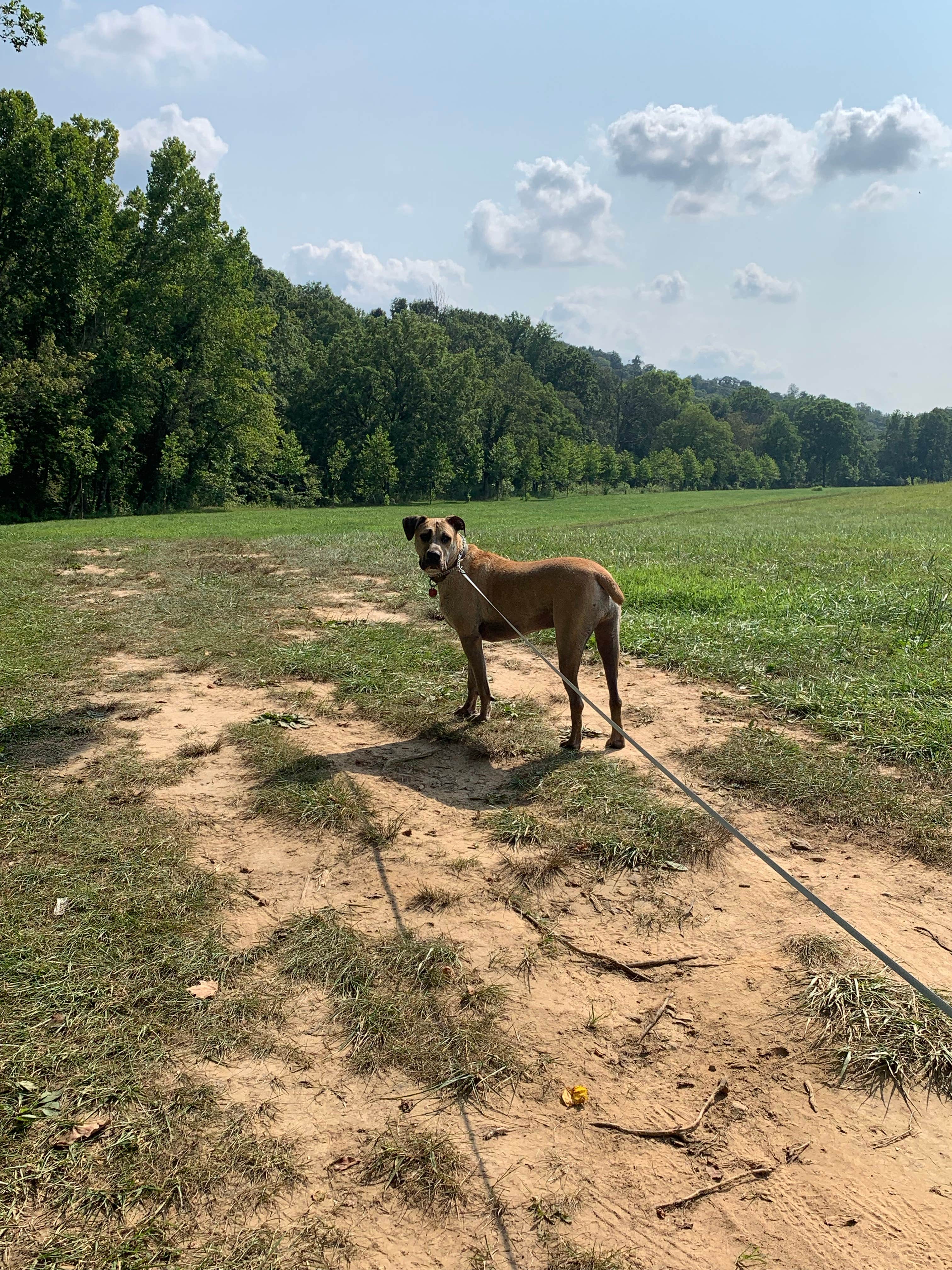 Kelsie E.'s photo of camping with pets at Sycamore Springs Park near Cannelton, IN