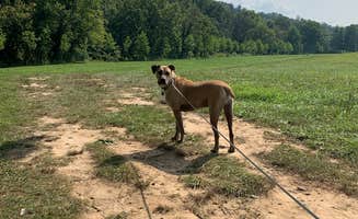 Kelsie E.'s photo of camping with pets at Sycamore Springs Park near Hoosier National Forest