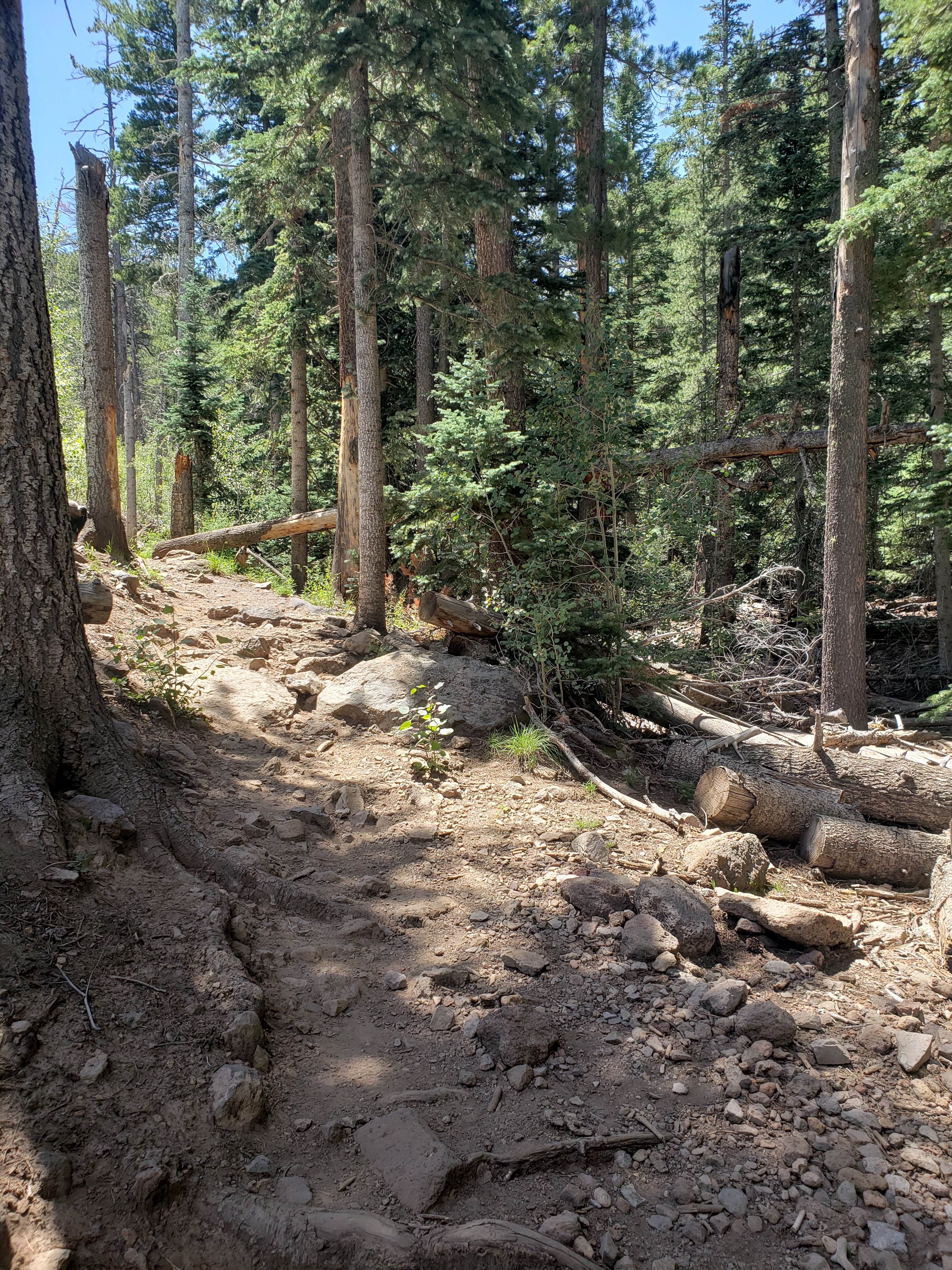 Best camping in Kaibab National Forest The Dyrt