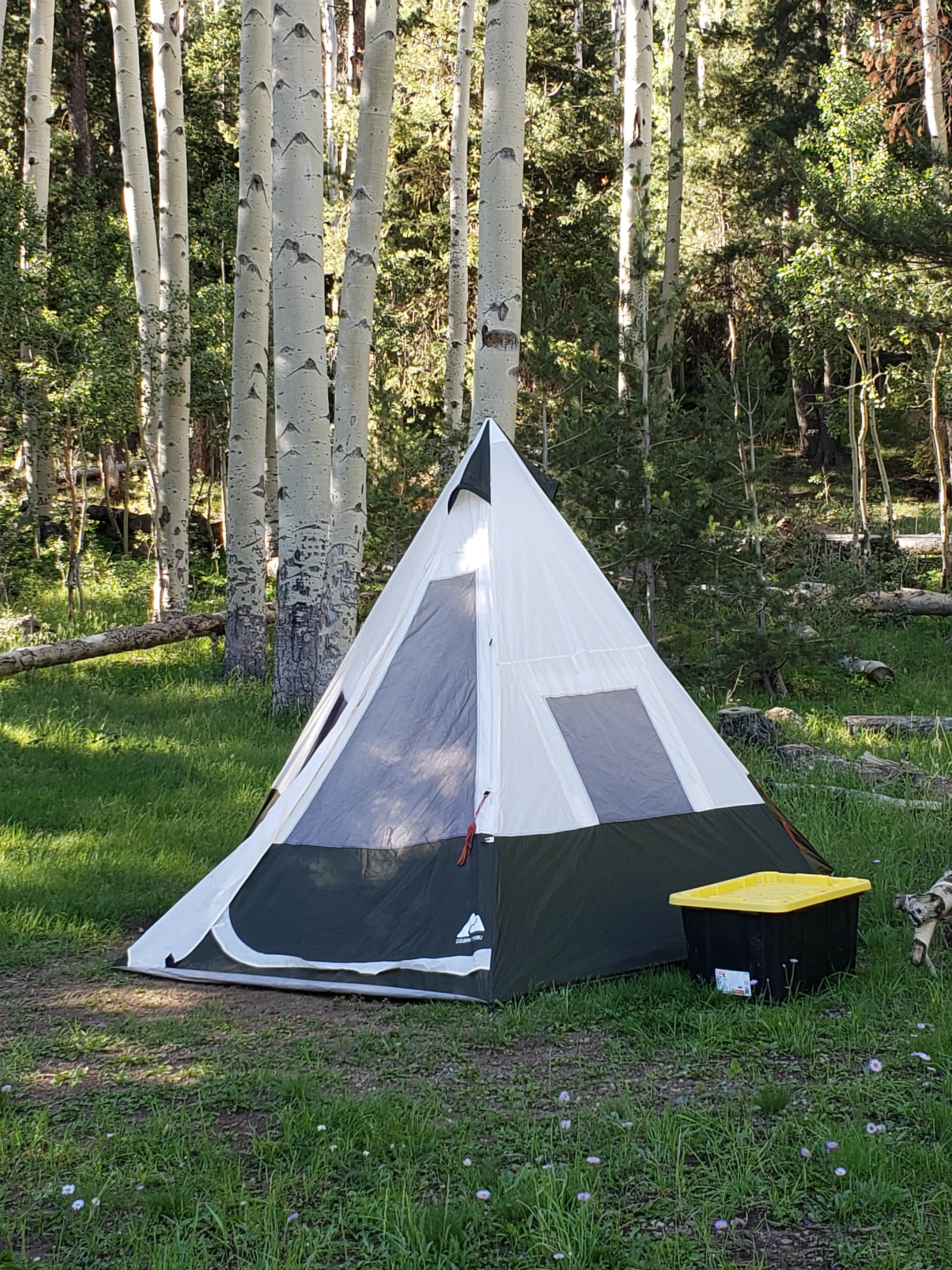 Sapphira G.'s photo of tent camping at Lockett Meadow Campground near Flagstaff, AZ