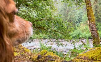 Courtney P.'s photo of camping with pets at Verlot Campground near Marysville, WA