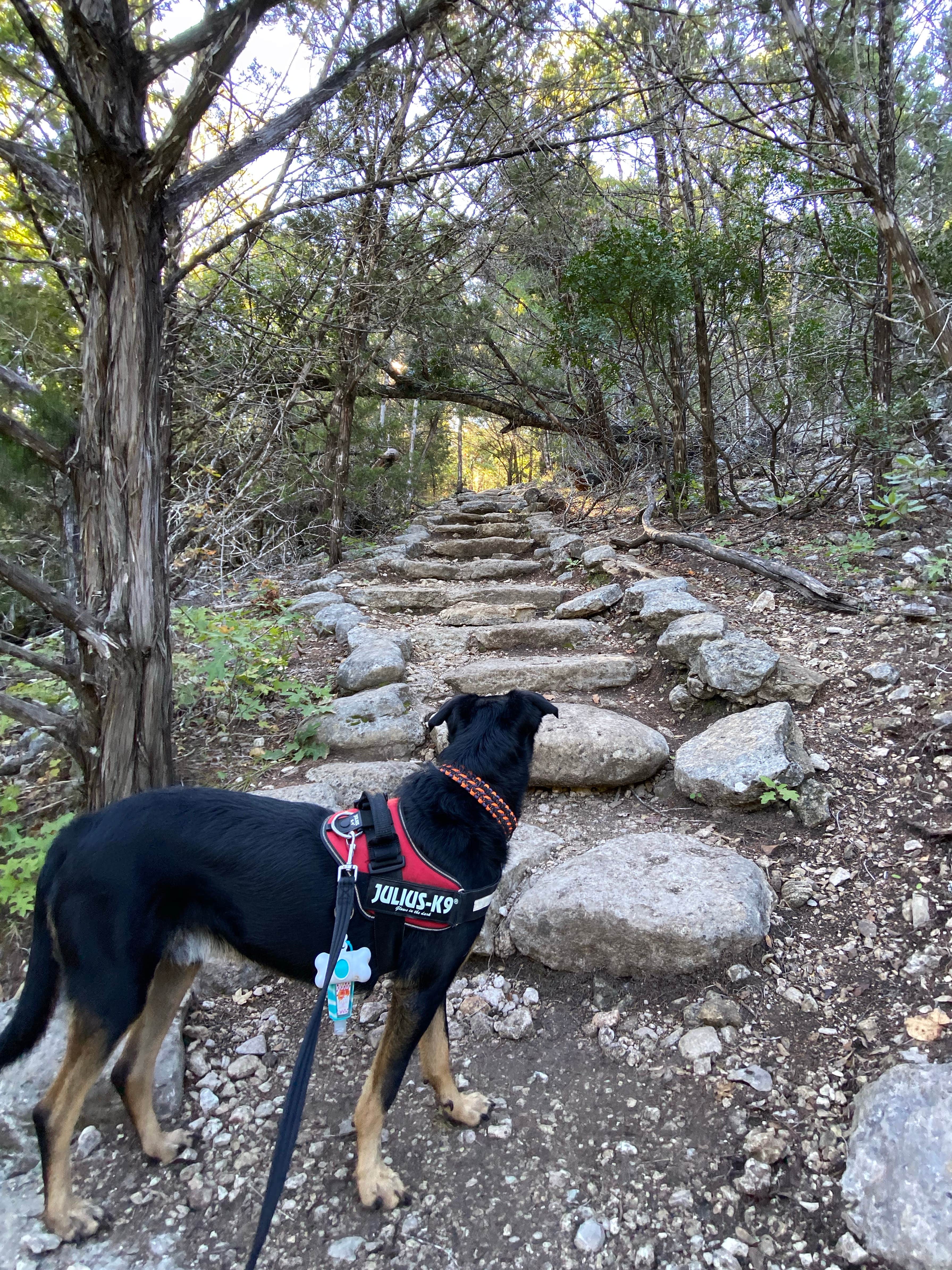 Priscilla  M.'s photo of camping with pets at Lost Maples State Natural Area Campground near Junction, TX