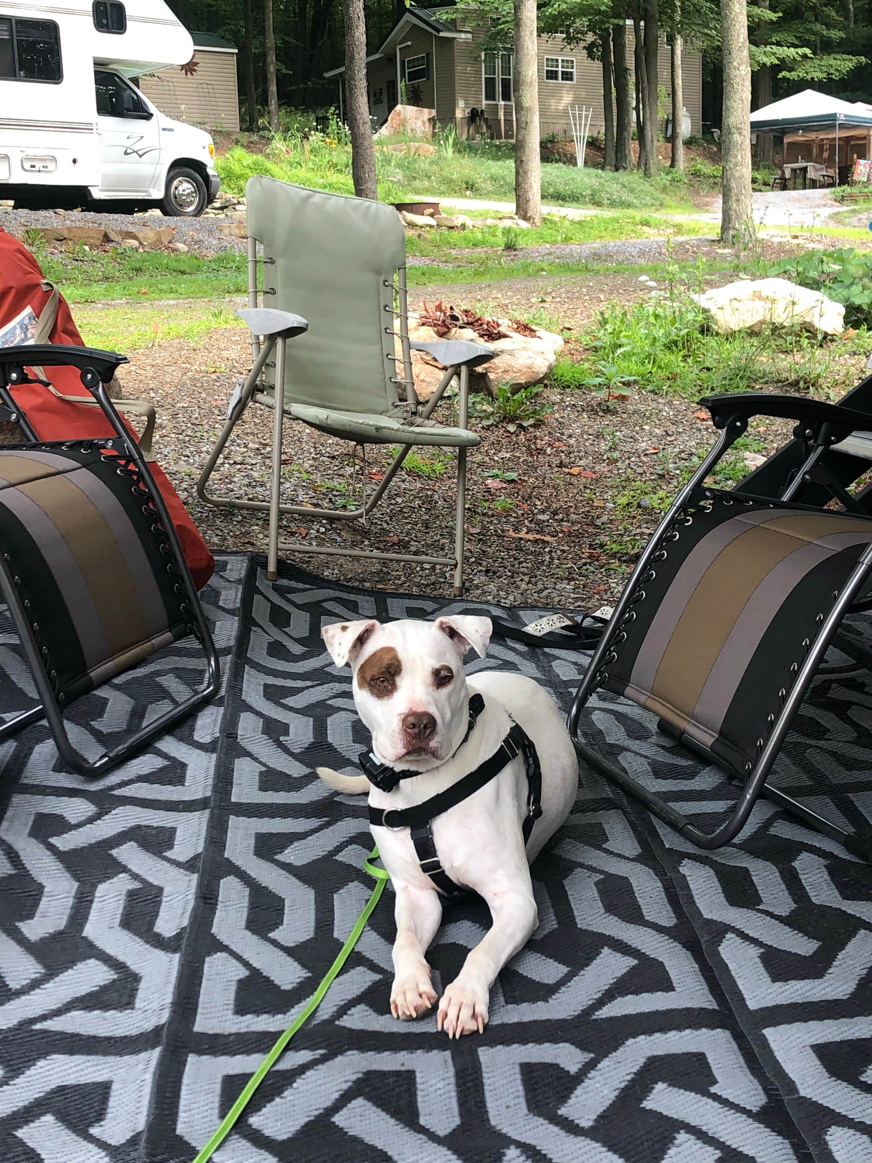Jonathan  F.'s photo of camping with pets at Raystown Lake / Saxton KOA at Four Seasons near Schellsburg, PA