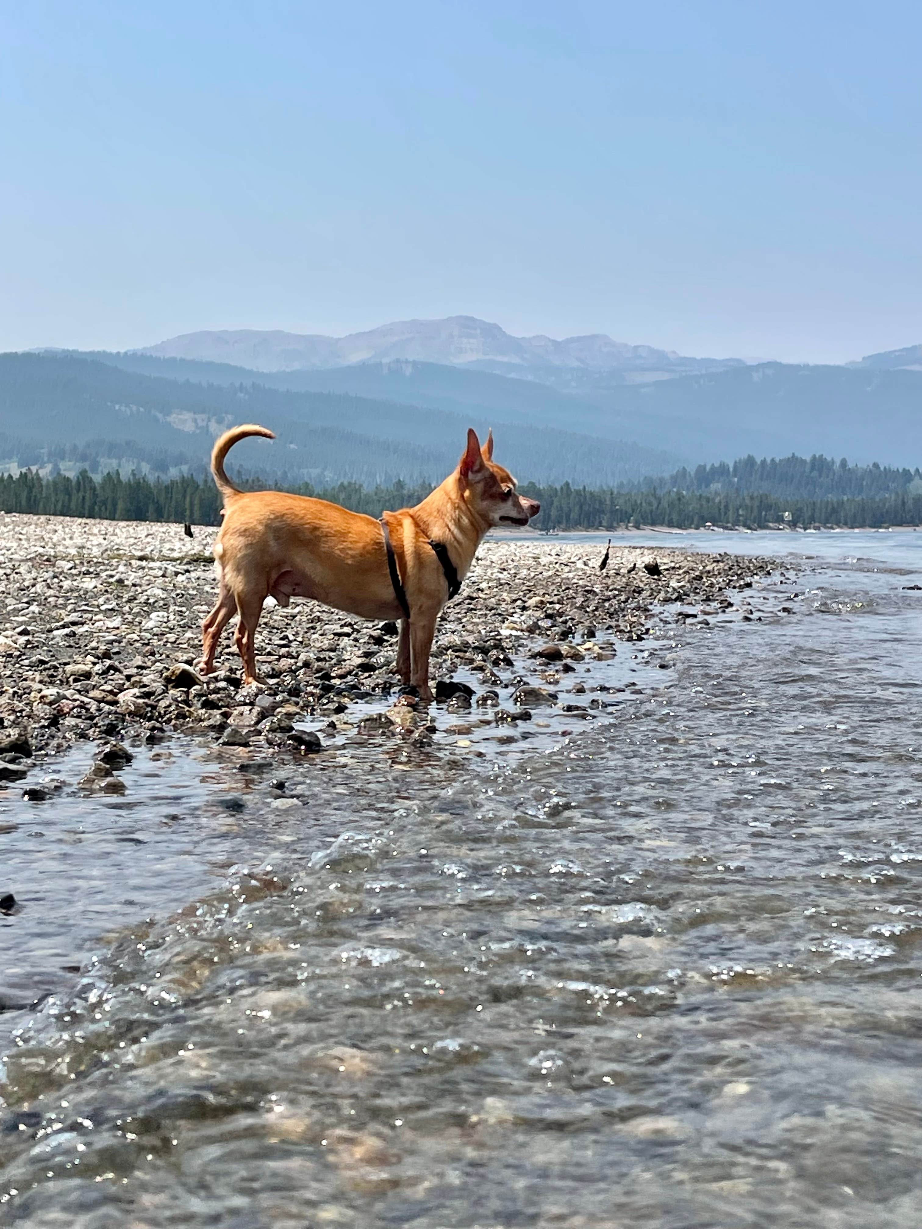 megan's photo of camping with pets at Madison Arm Resort near Yellowstone National Park