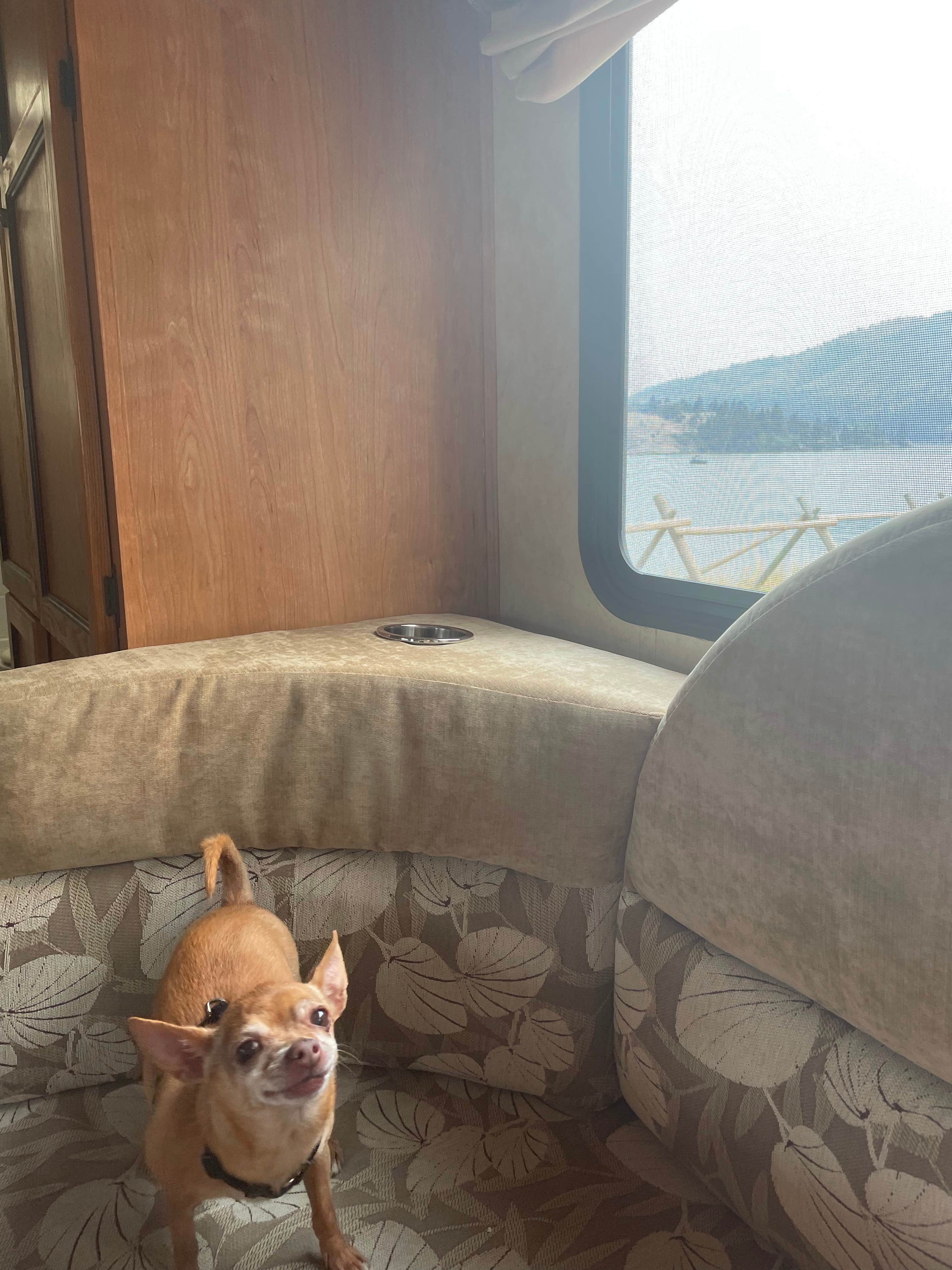 megan's photo of camping with pets at White Sandy Campground near Helena National Forest