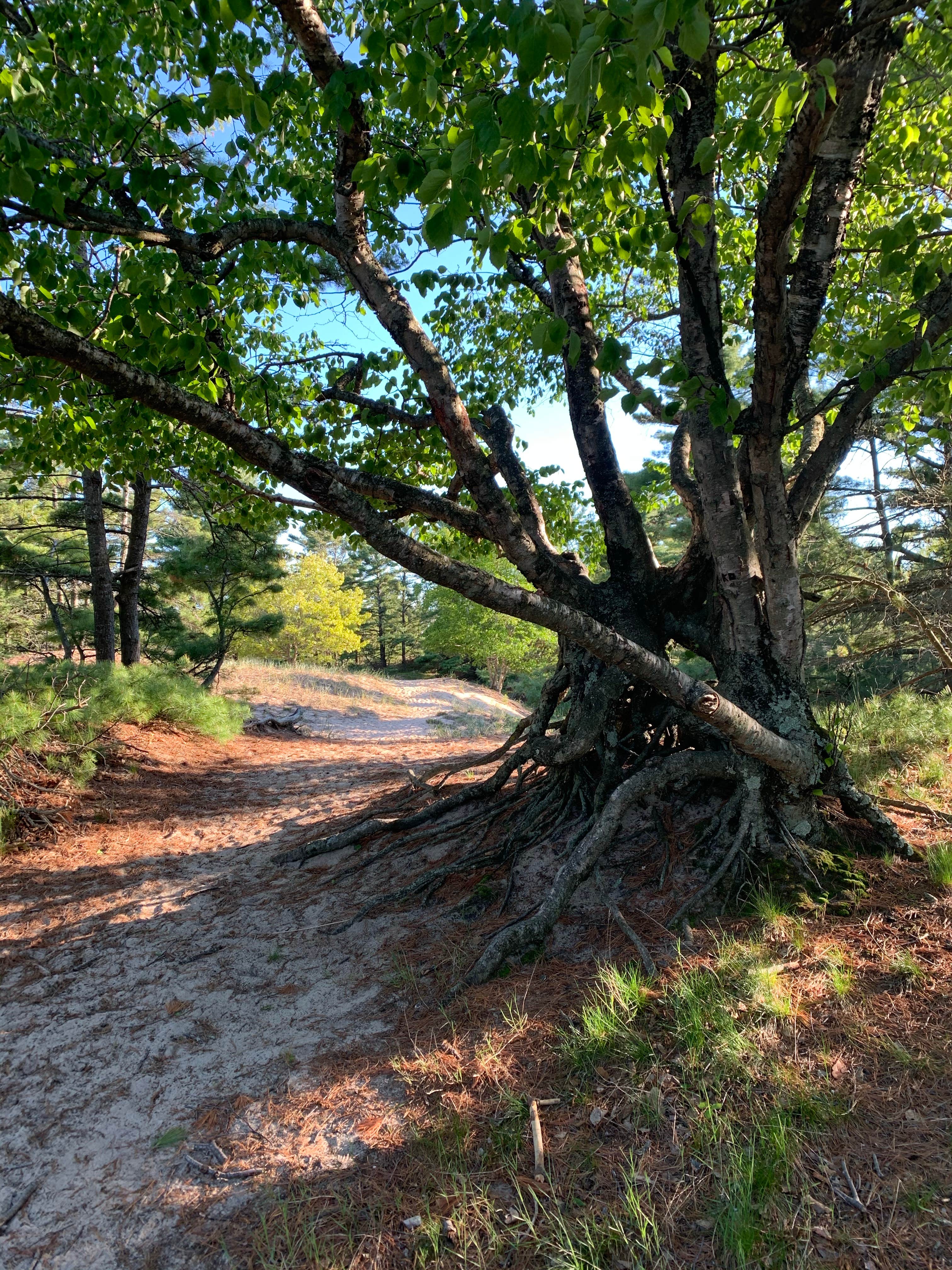 Camper-submitted photo at Beechwood Campground — Ludington State Park near Manistee, MI
