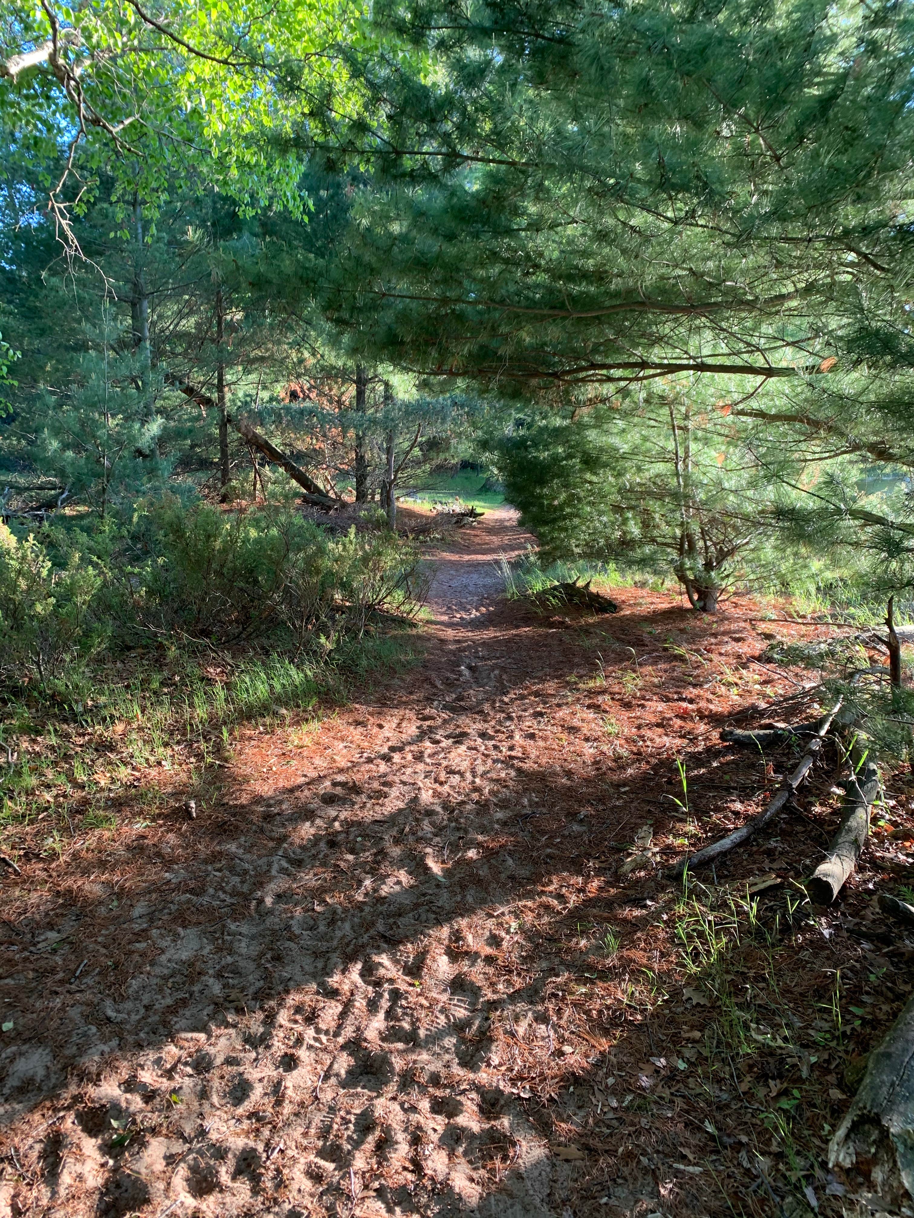 Camper submitted image from Beechwood Campground — Ludington State Park - 3