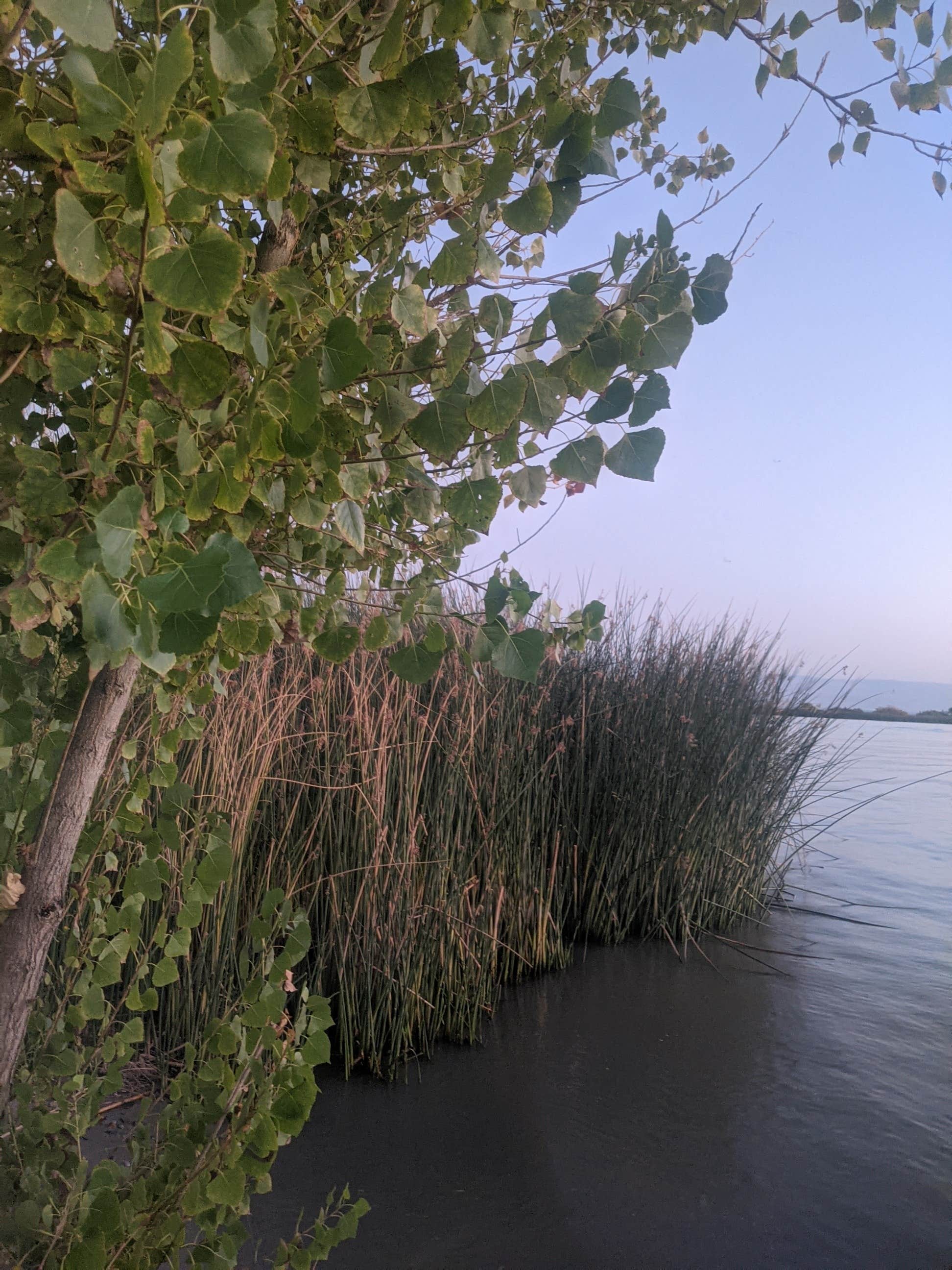 Camping near A Country RV Park: Buena Vista Aquatic Recreational Area, Tupman, California