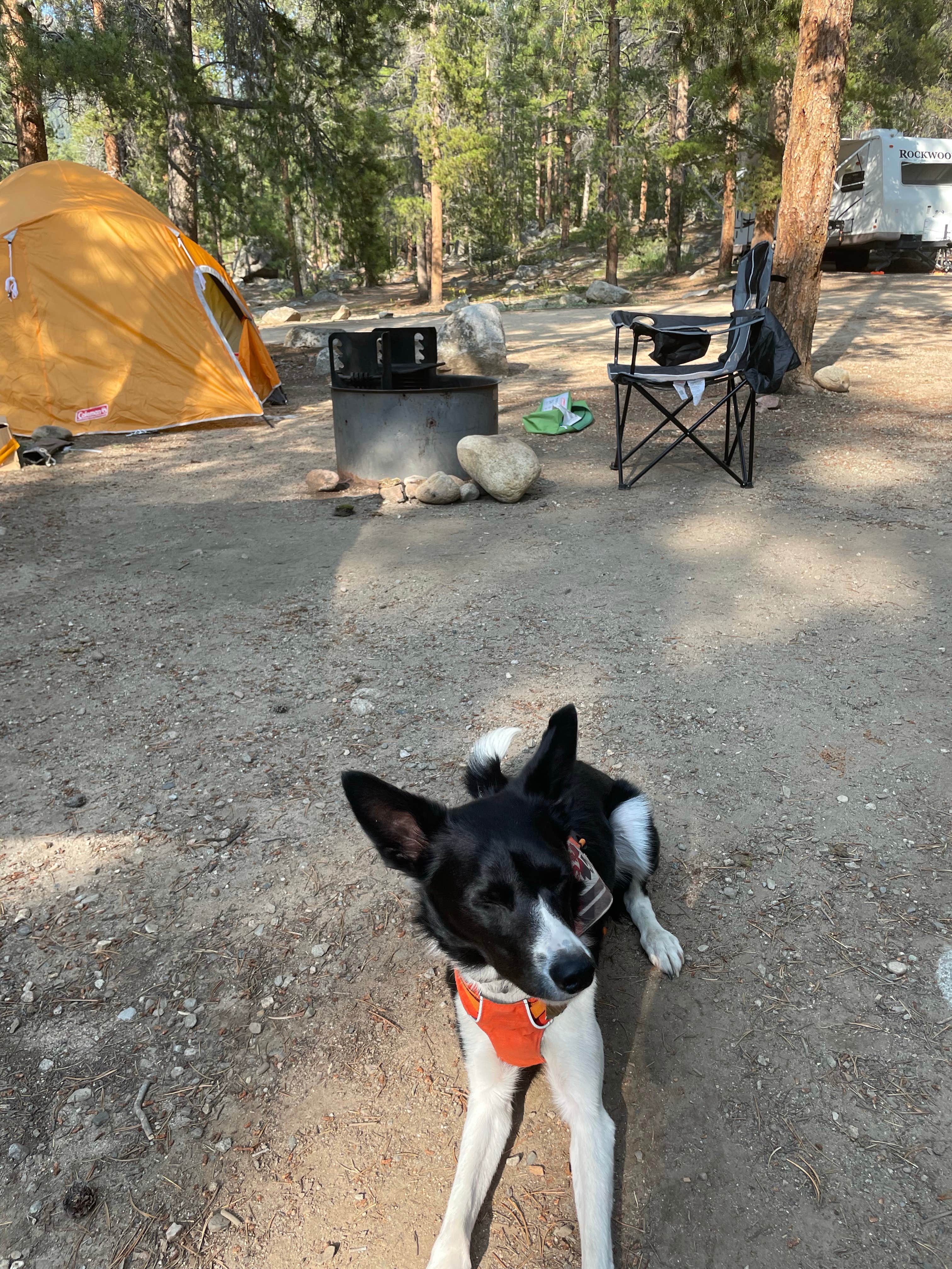 Lia B.'s photo of camping with pets at Lodgepole (taylor River Canyon Near Gunnison, Colorado) near Crested Butte, CO