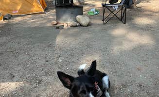 Lia B.'s photo of camping with pets at Lodgepole (taylor River Canyon Near Gunnison, Colorado) near Almont, CO