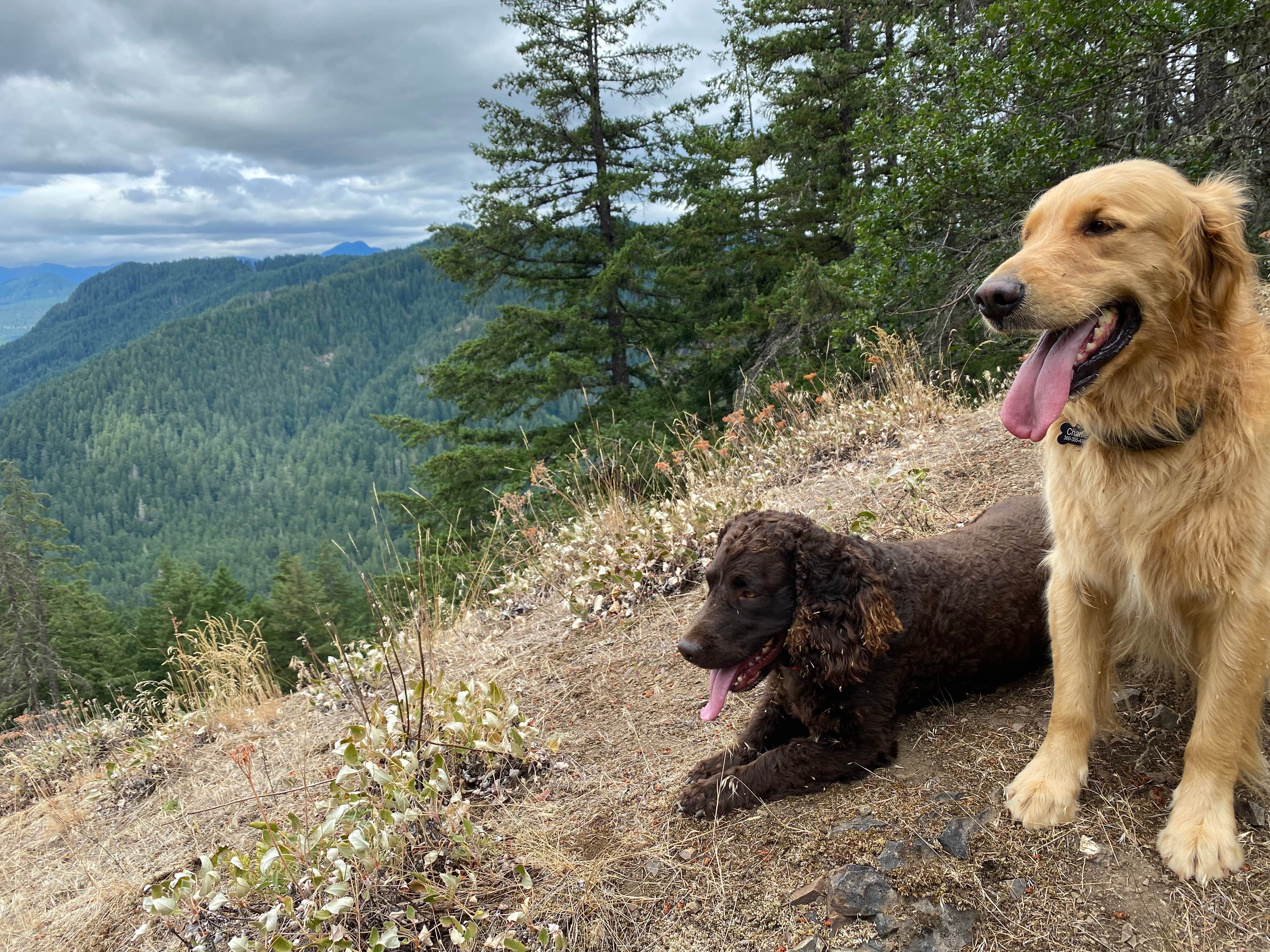L & K S.'s photo of camping with pets at Panther Creek Campground near Cascade Locks, OR