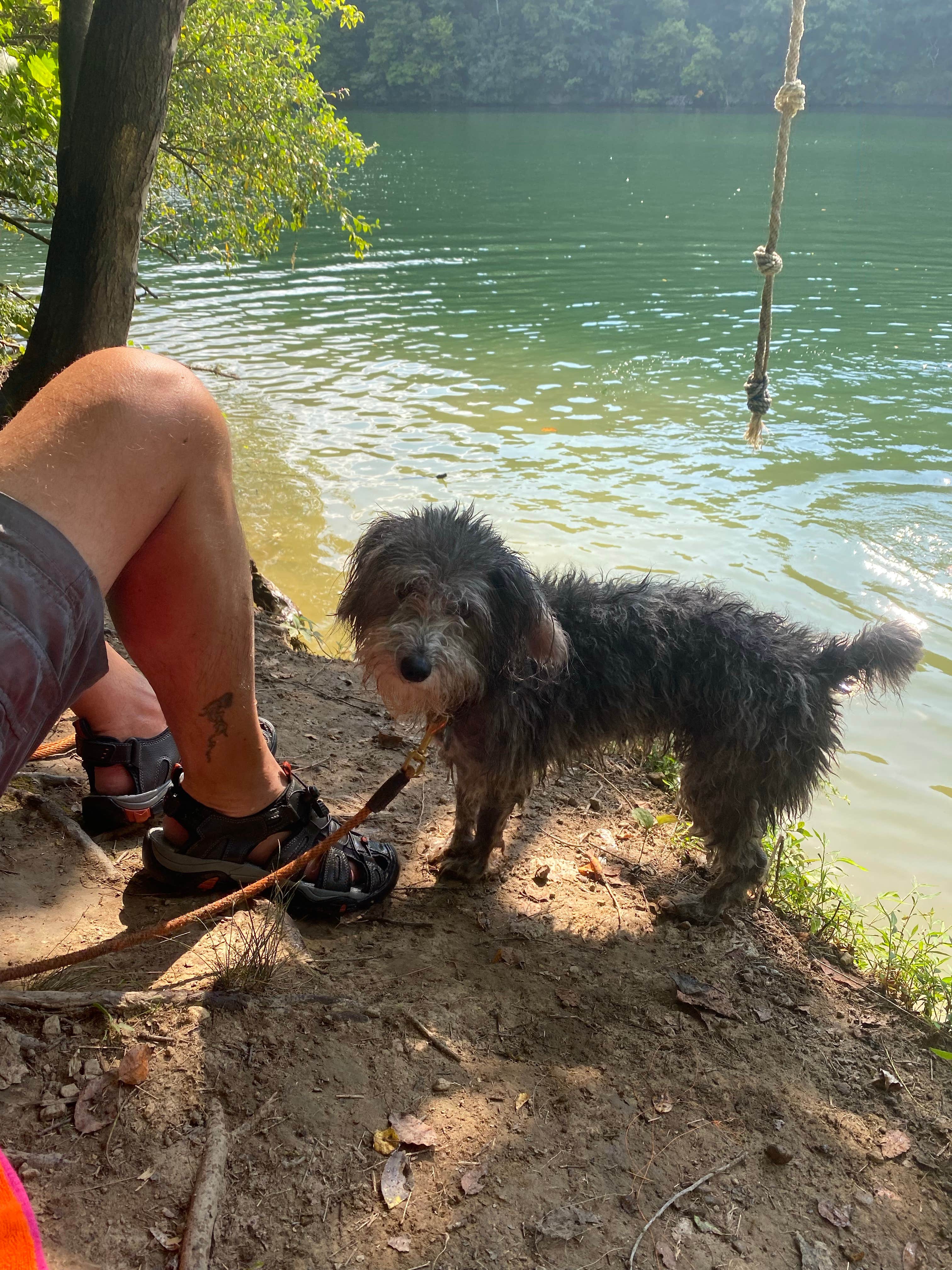 Todd C.'s photo of camping with pets at Carr Creek State Park Campground near Hallie, KY