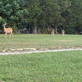 Review photo of Statts Mills Campground by Andrew S., August 10, 2021