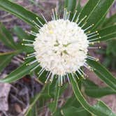 Review photo of Moss Lake Area — Enchanted Rock State Natural Area by Troy W., June 18, 2018