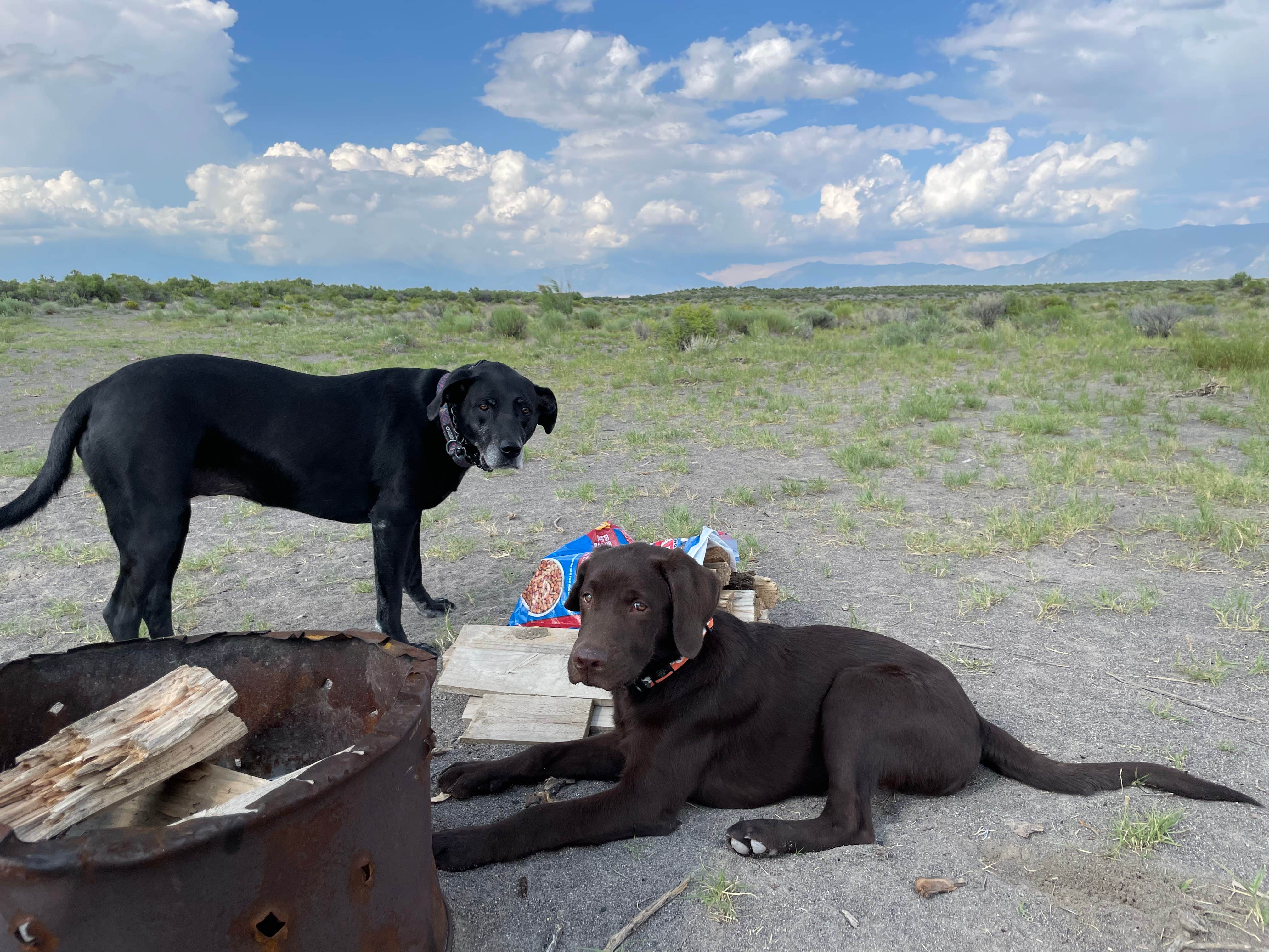 Renata S.'s photo of camping with pets at Rabbit Hole Ranch near Great Sand Dunes National Park And Preserve
