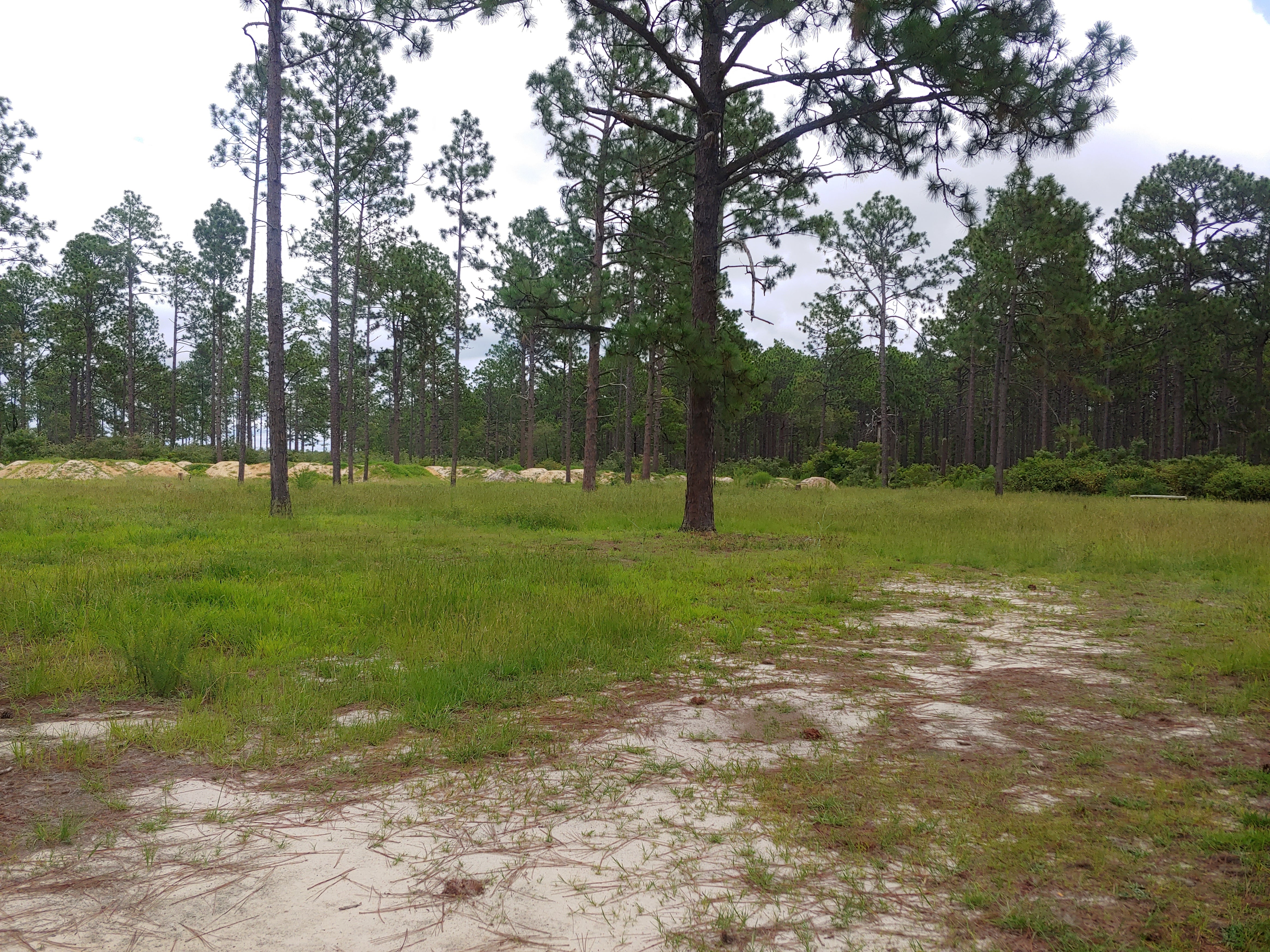 Camper submitted image from Sandhills Campground B - 2