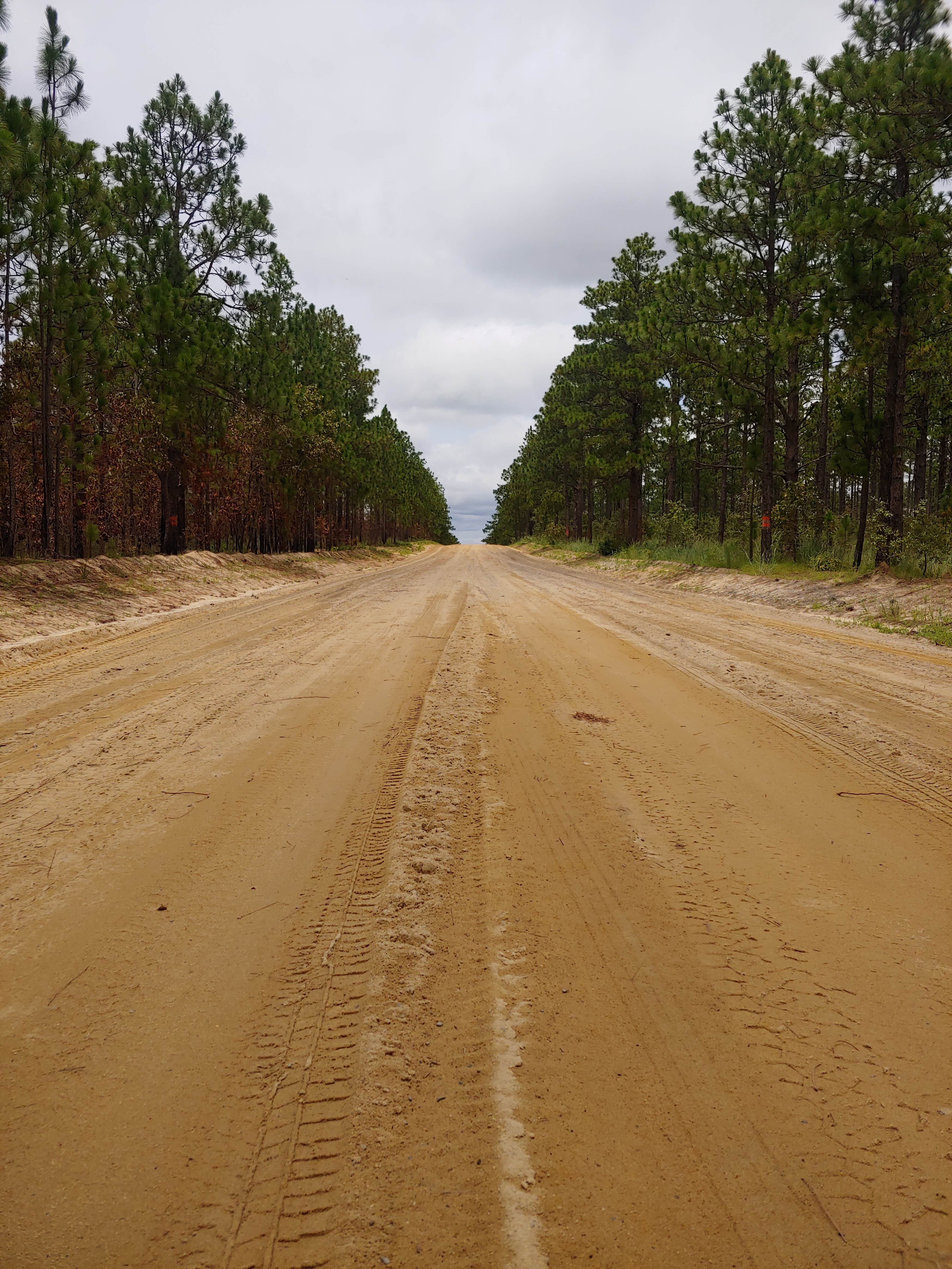 Camper-submitted photo at Sandhills Campground B near Rockingham, NC