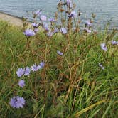 Review photo of Four Mile Creek State Park Campground by Tucker B., August 10, 2021