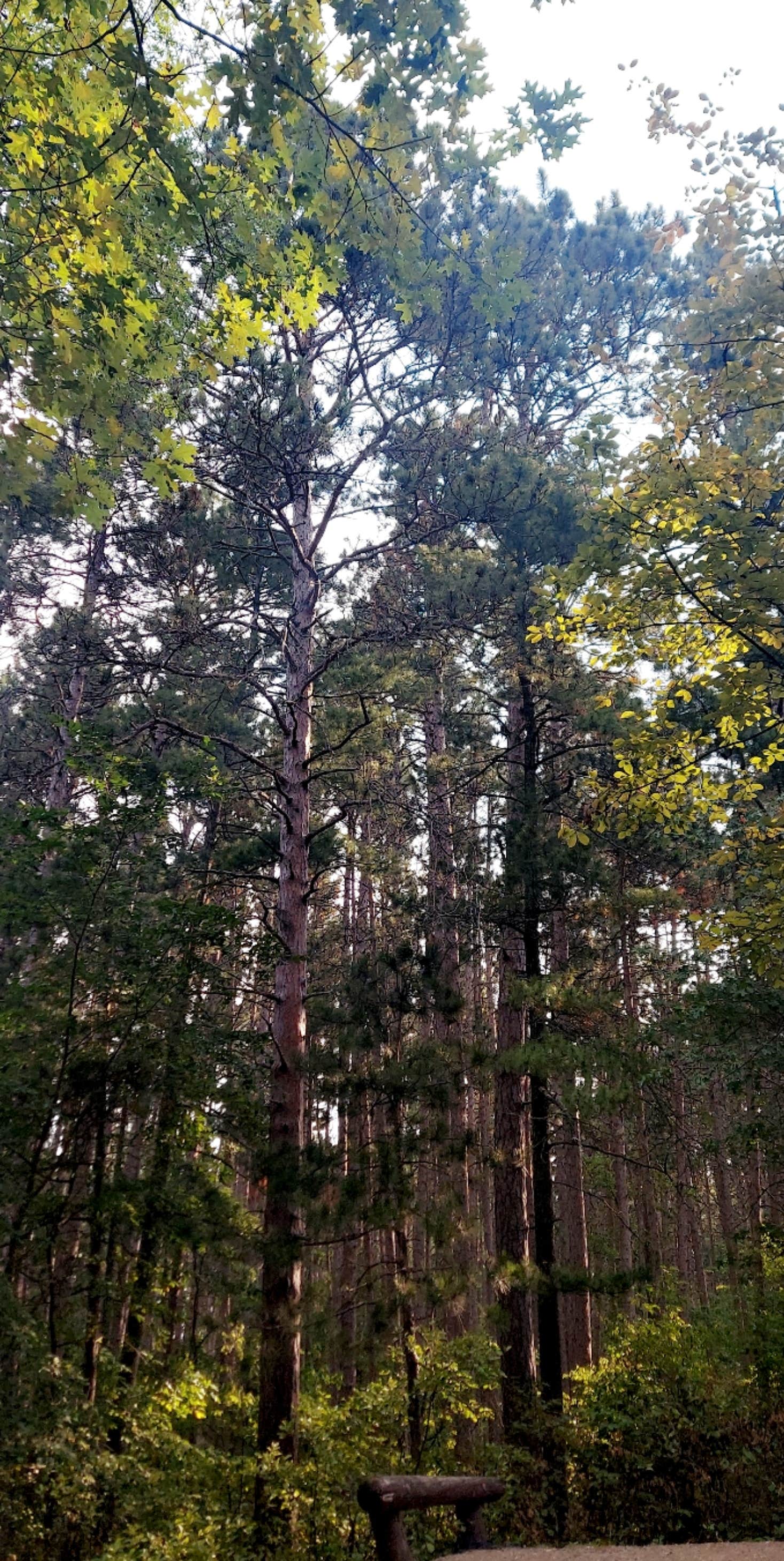Camper-submitted photo at Norway Beach - Wanaki Campground Loop near Chippewa National Forest