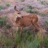 Review photo of Morefield Campground — Mesa Verde National Park by Christy C., July 1, 2016