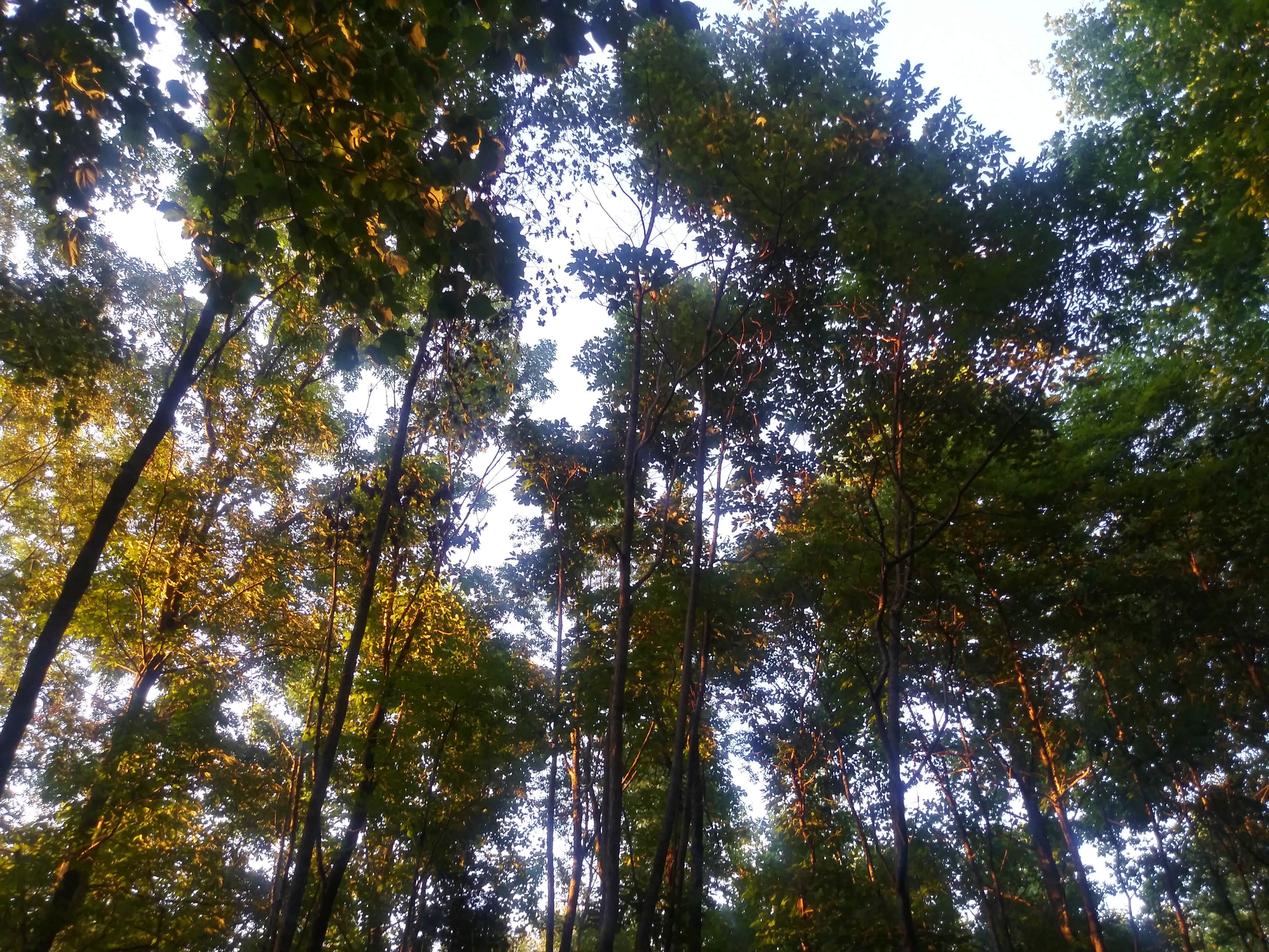 Camper-submitted photo at Hanks Holler⁸ near Springfield, TN