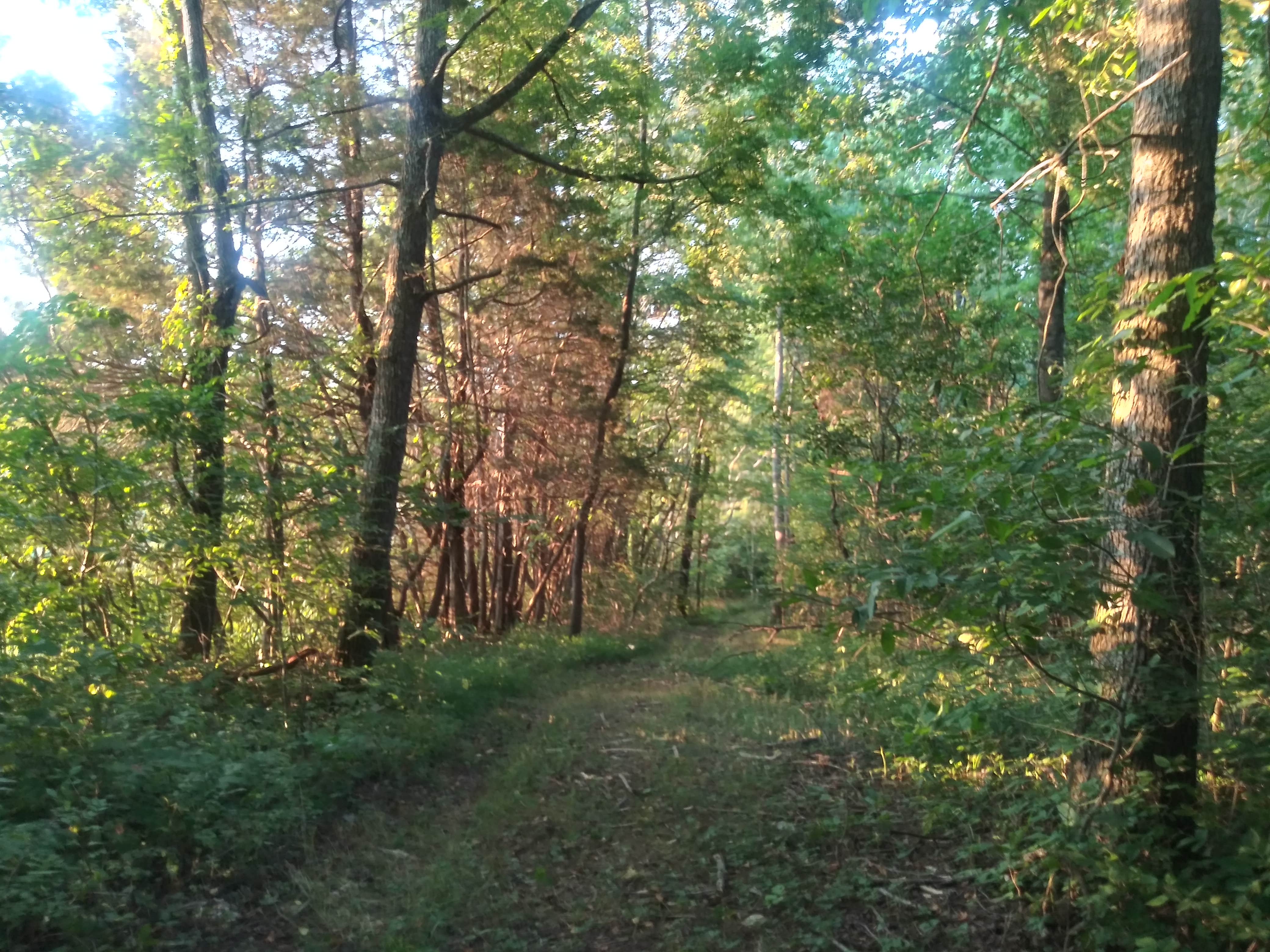 Camper-submitted photo at Hanks Holler⁸ near Springfield, TN