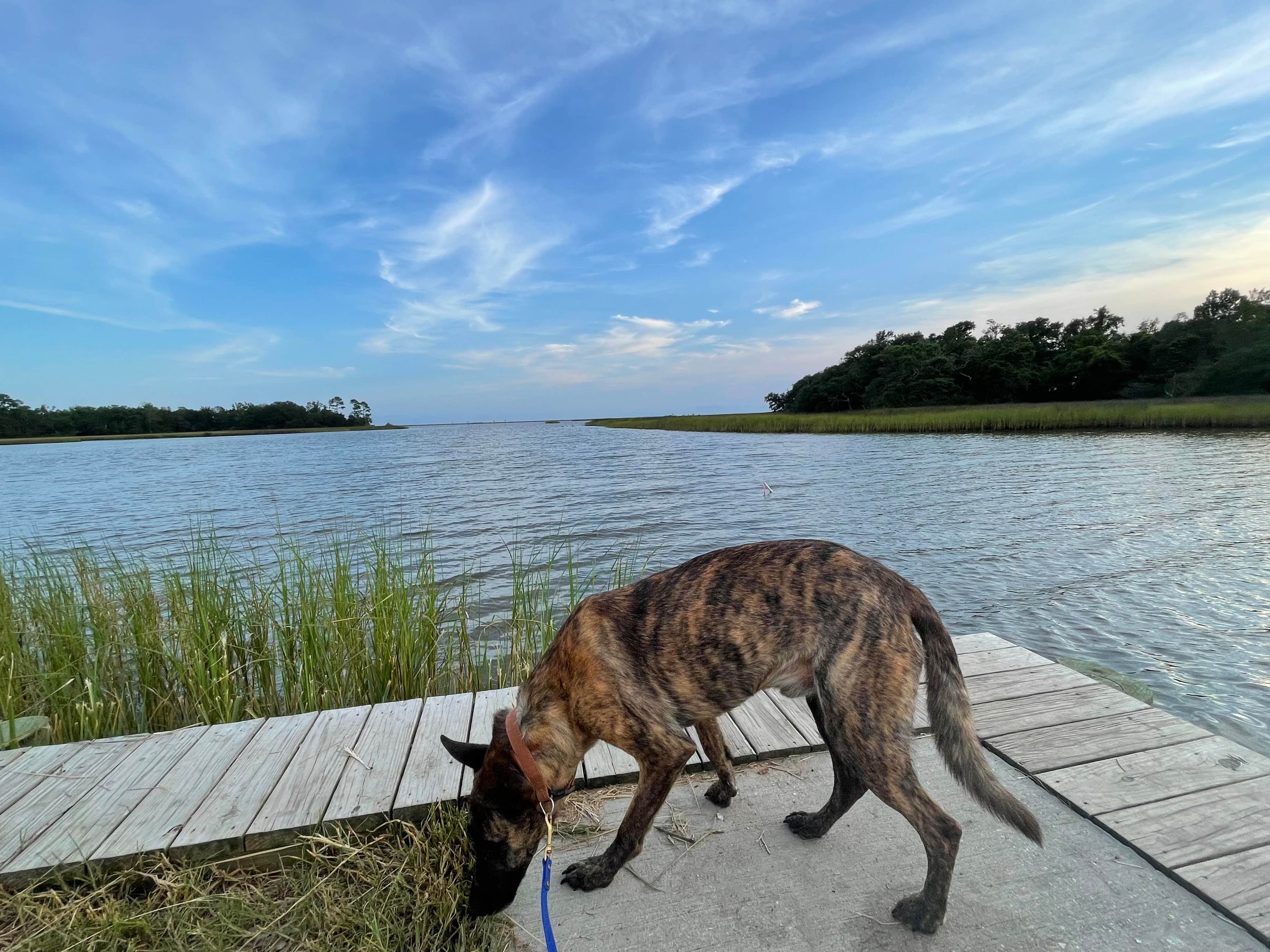 René M.'s photo of camping with pets at Davis Bayou Campground — Gulf Islands National Seashore near Grand Bay, AL